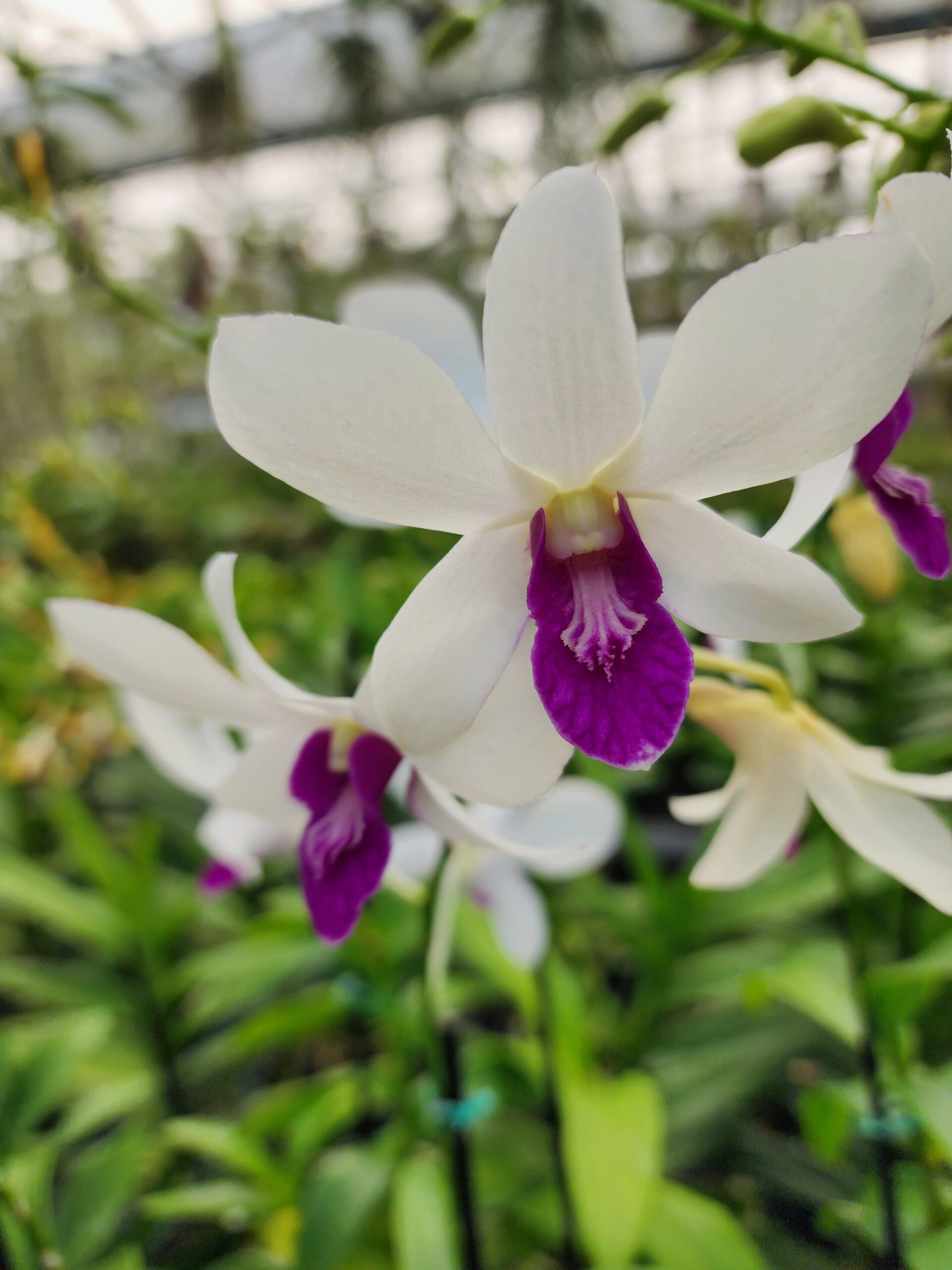 Orchidée Dendrobium en Pot – Sia Deco