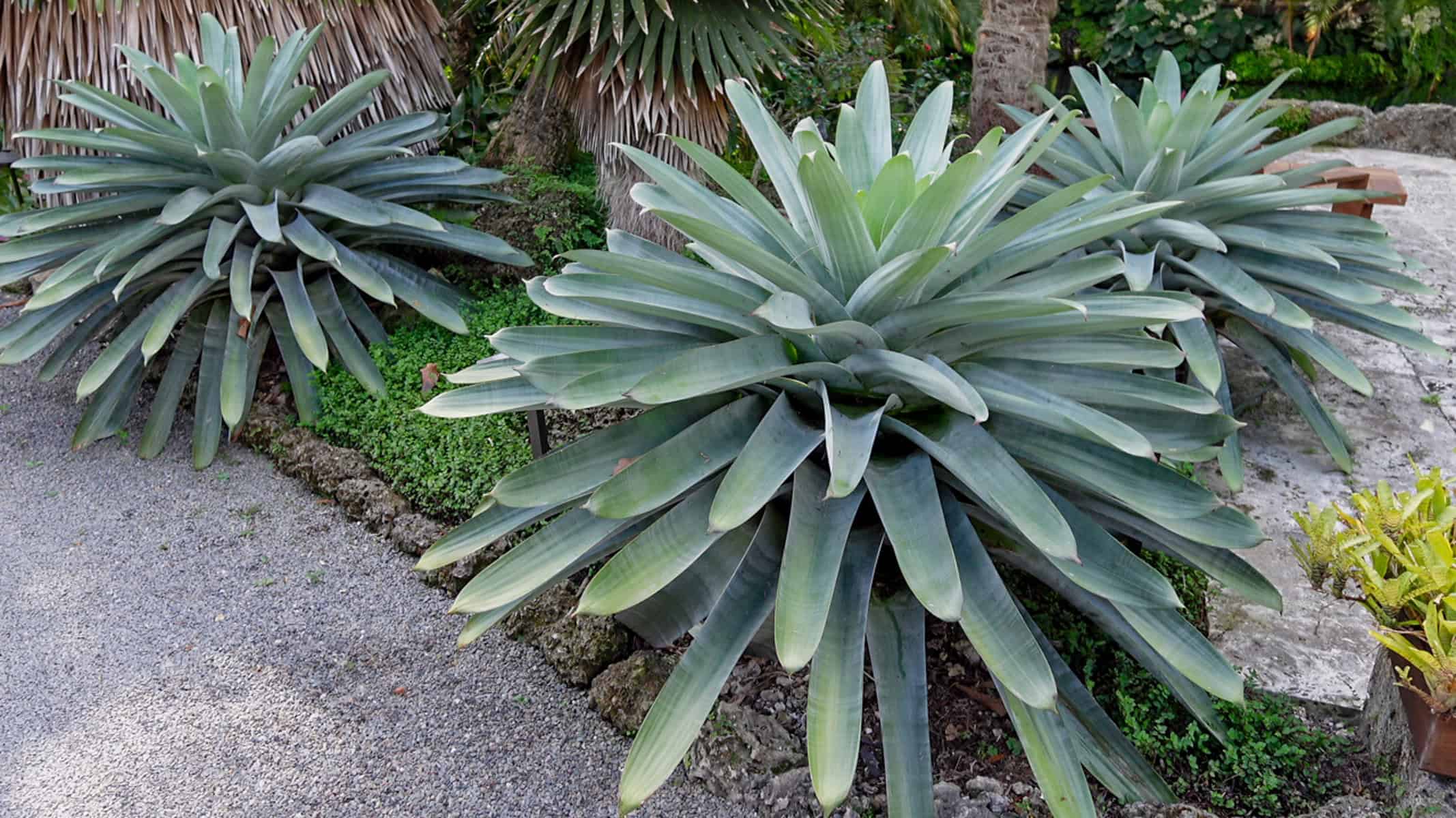 Alcantarea Imperialis Silver