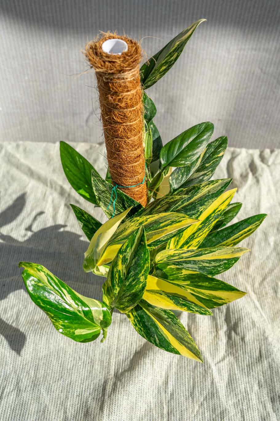 Monstera Standleyana Variegated Yellow