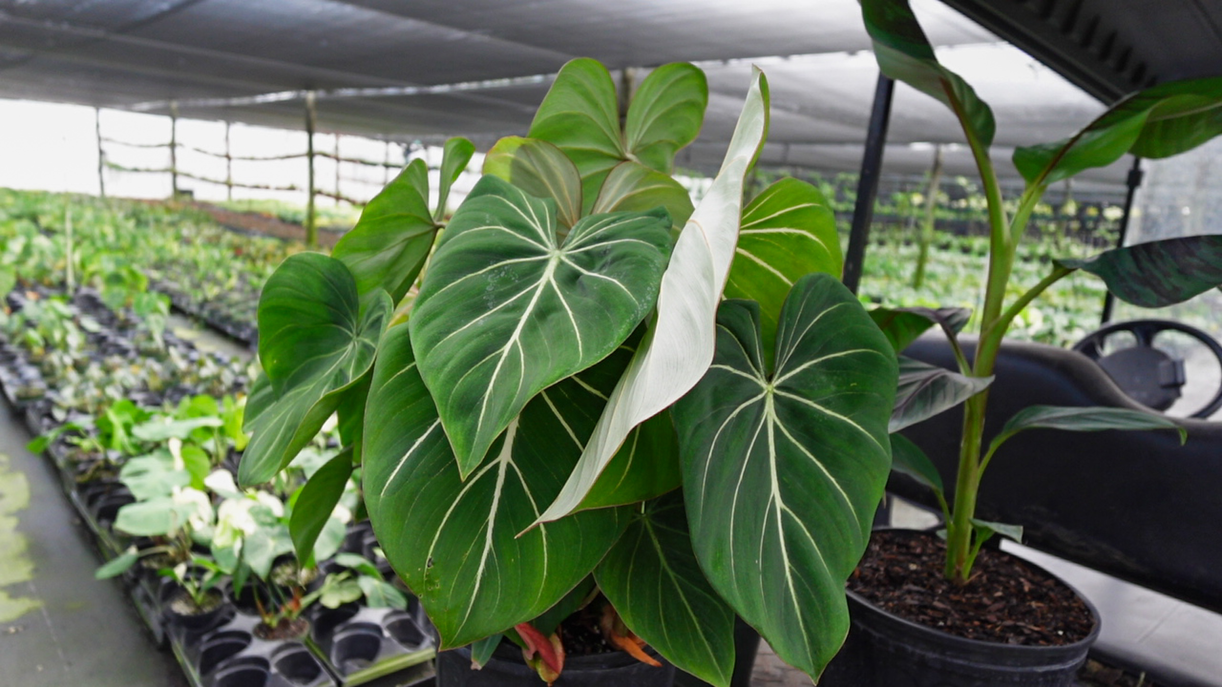 Philodendron 'Gloriosum' – 305 Greenery, Inc.