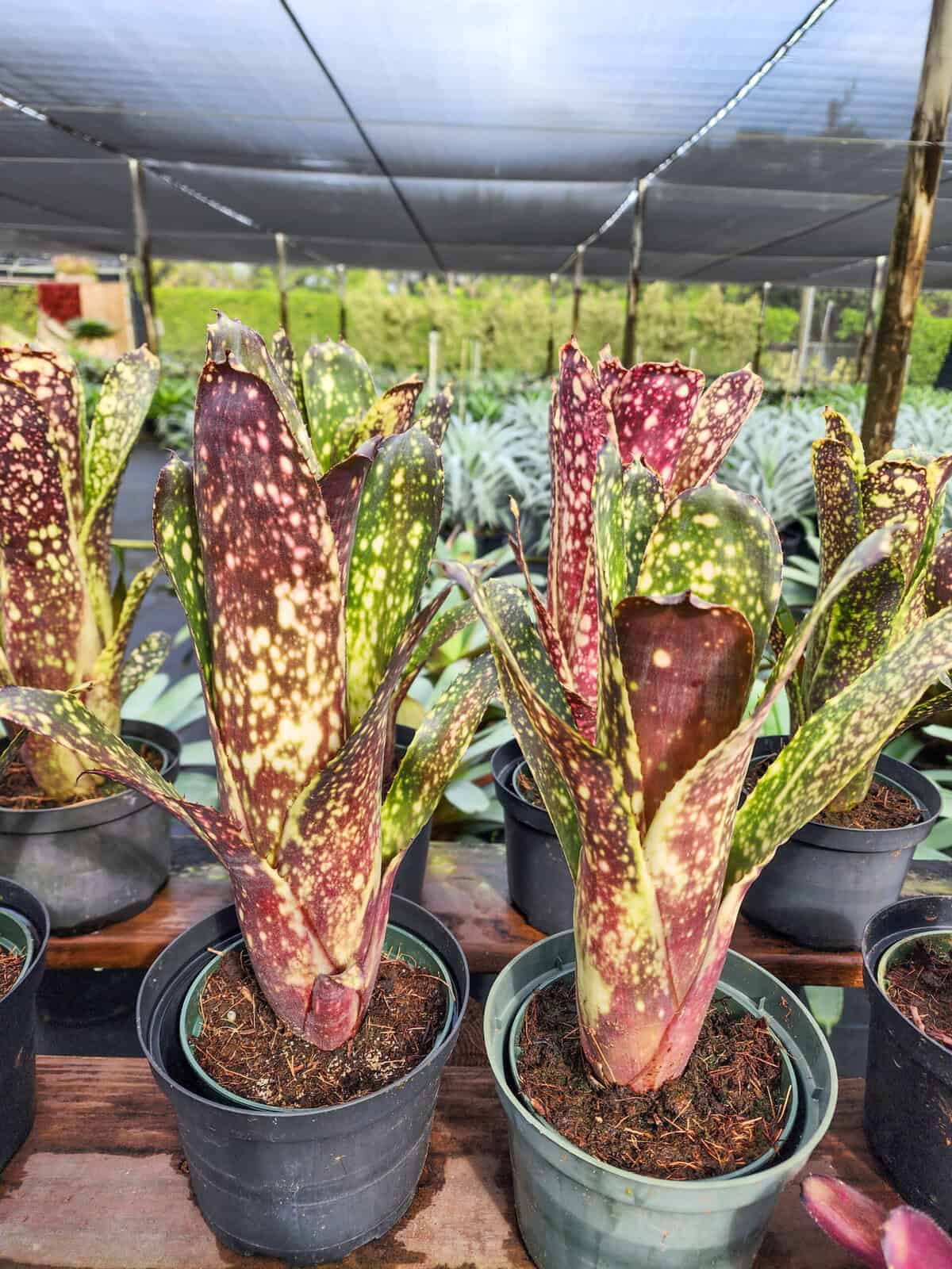 Billbergia Lots of Spots Yellow Purple Hybrid – 305 Greenery, Inc.