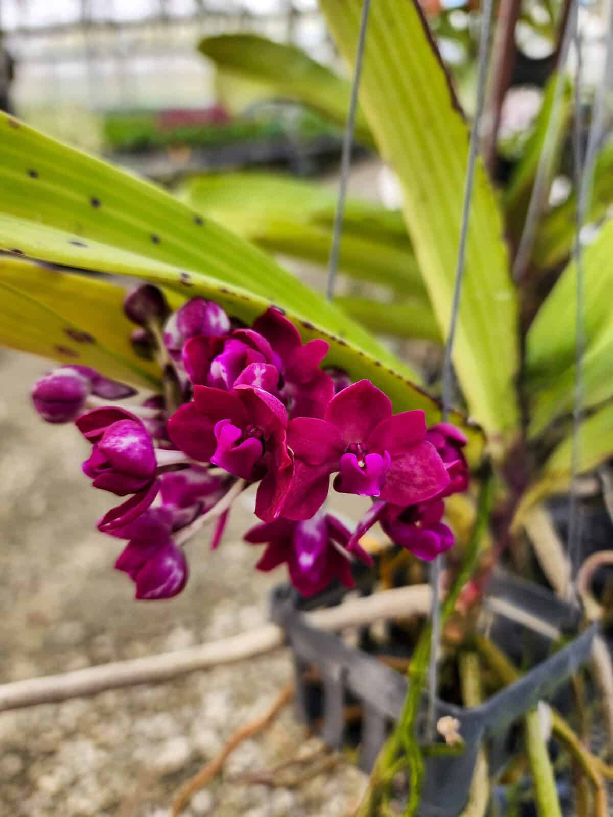 rhynchostylis-gigantea-red-305