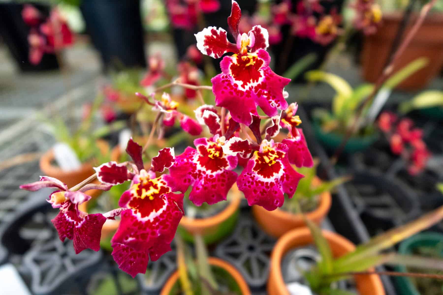 ☆さくらんぼ☆ ☆Proven Winners pot☆ トゥラミーン Tolumnia Jairak Rainbow 'Strawberry' – 305 Greenery, Inc.