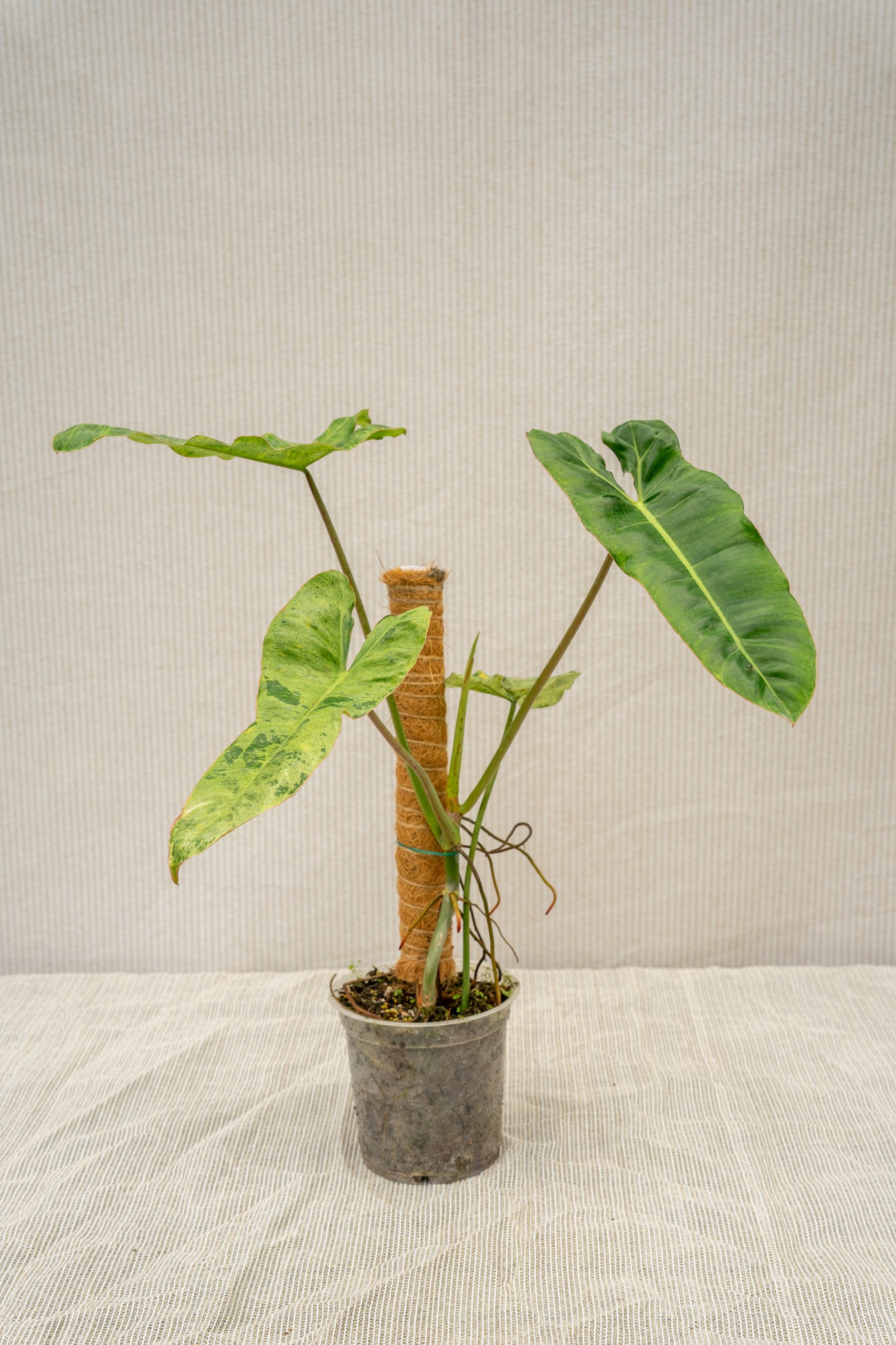 Philodendron Paraiso Verde-05955