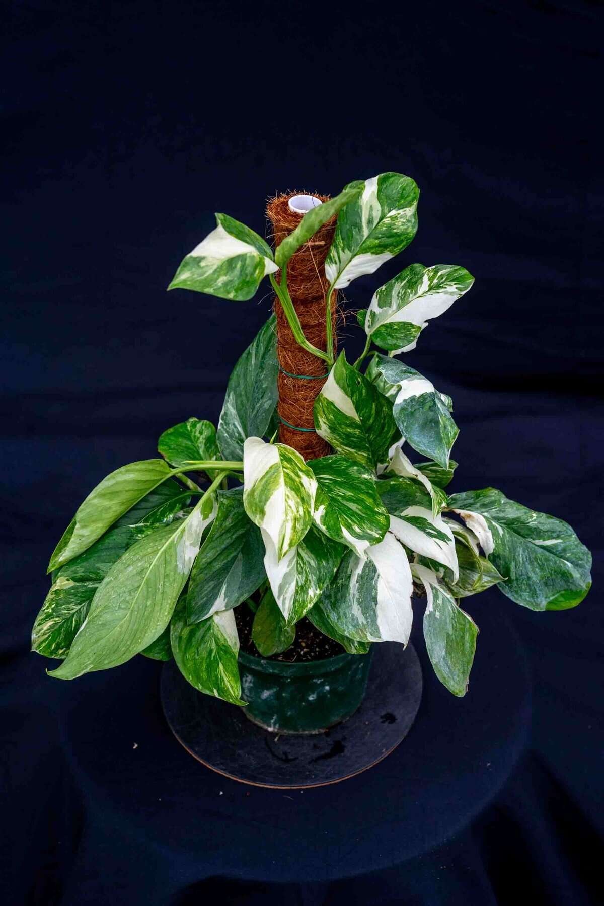 Monstera Lechleriana Variegated – 305 Greenery, Inc.