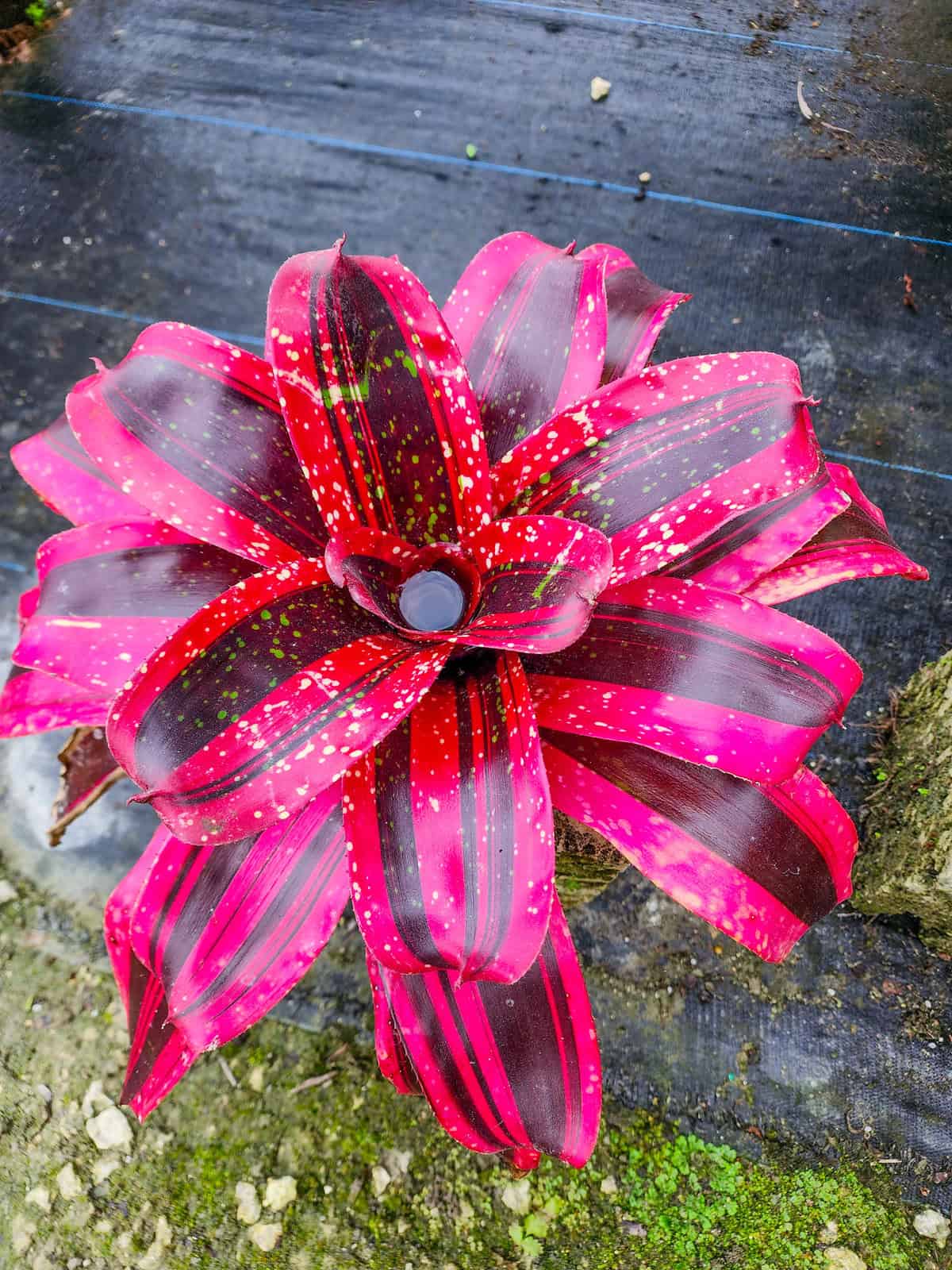 PELLICO ペリーコ Nepenthes peltata x aristolochioides, BE-4633 – Carnivero