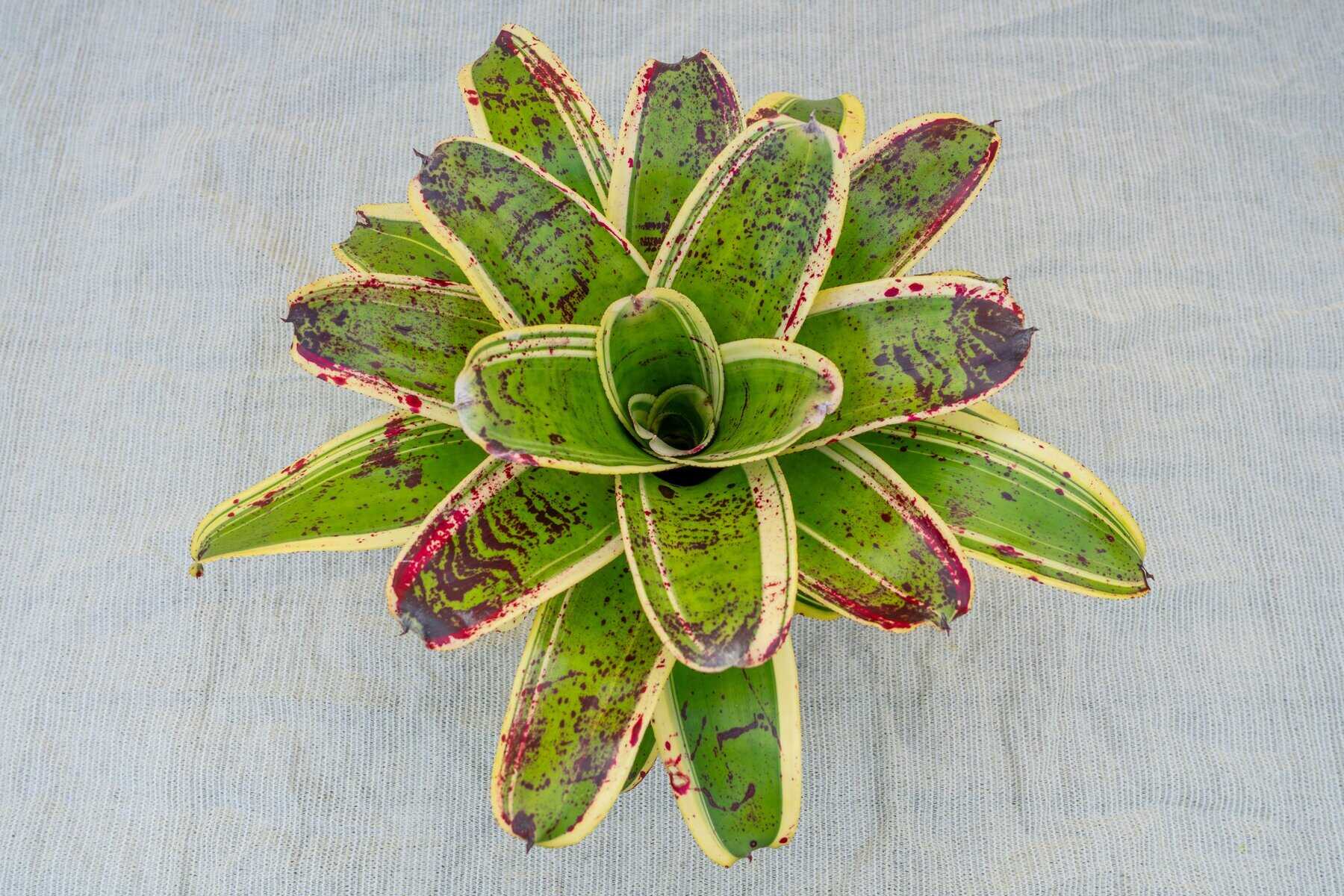 neoregelia-inkwells-305-