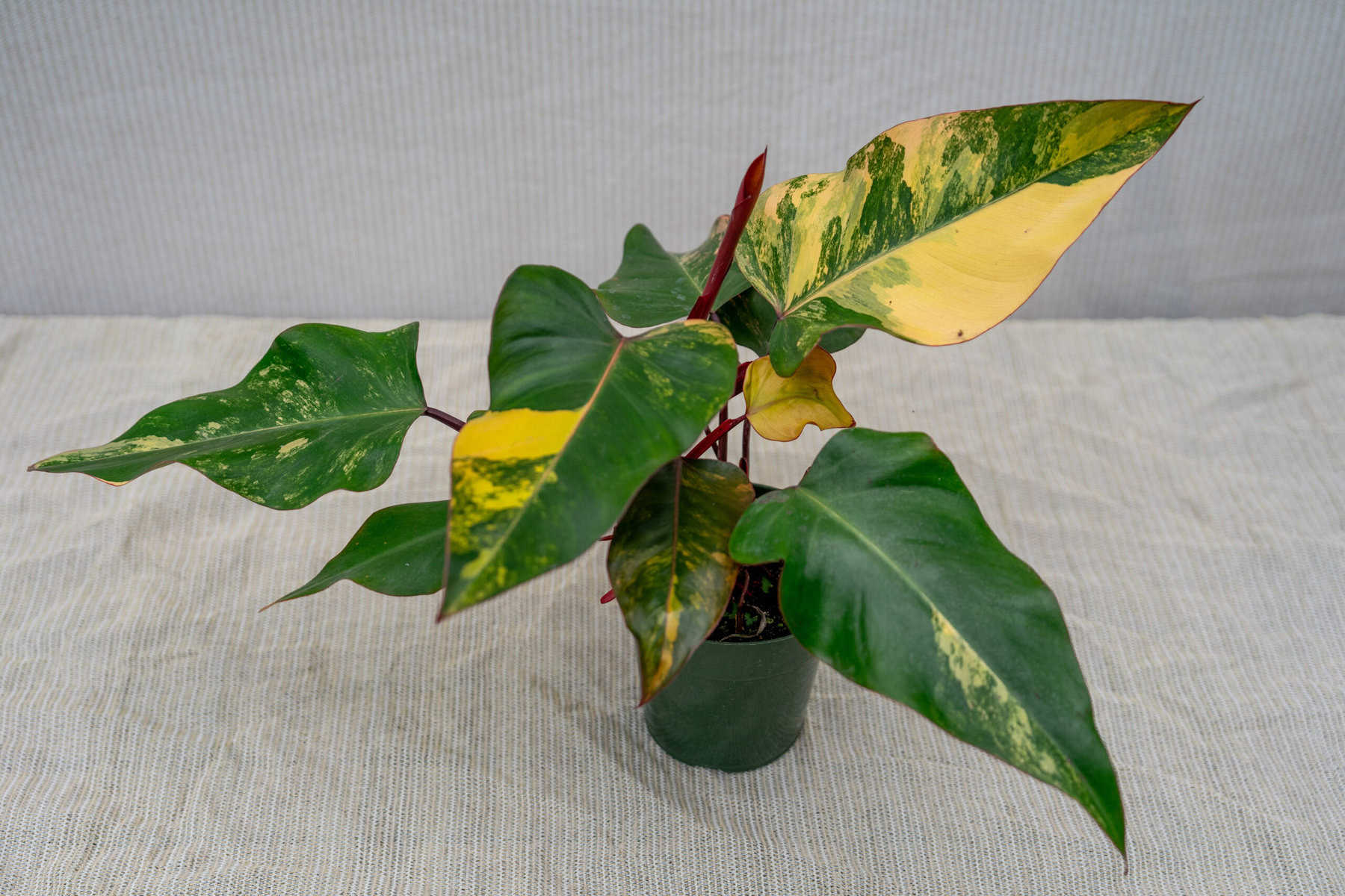 Philodendron Strawberry Shake'