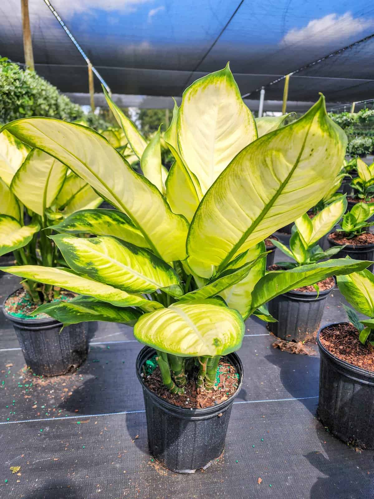 Dieffenbachia Tropic Maryanne – 305 Greenery, Inc.