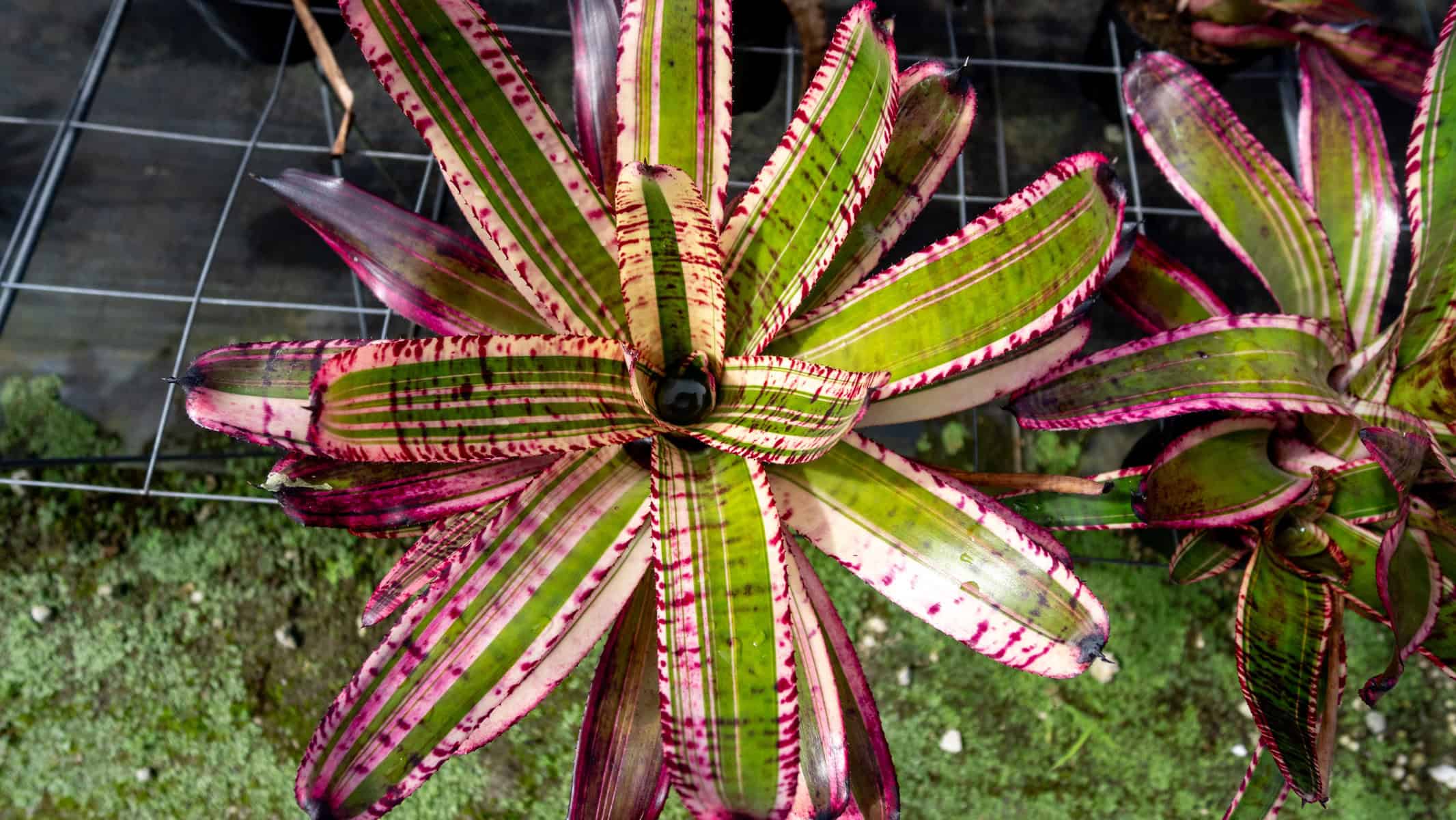 Neoregelia Banshee – 305 Greenery, Inc.