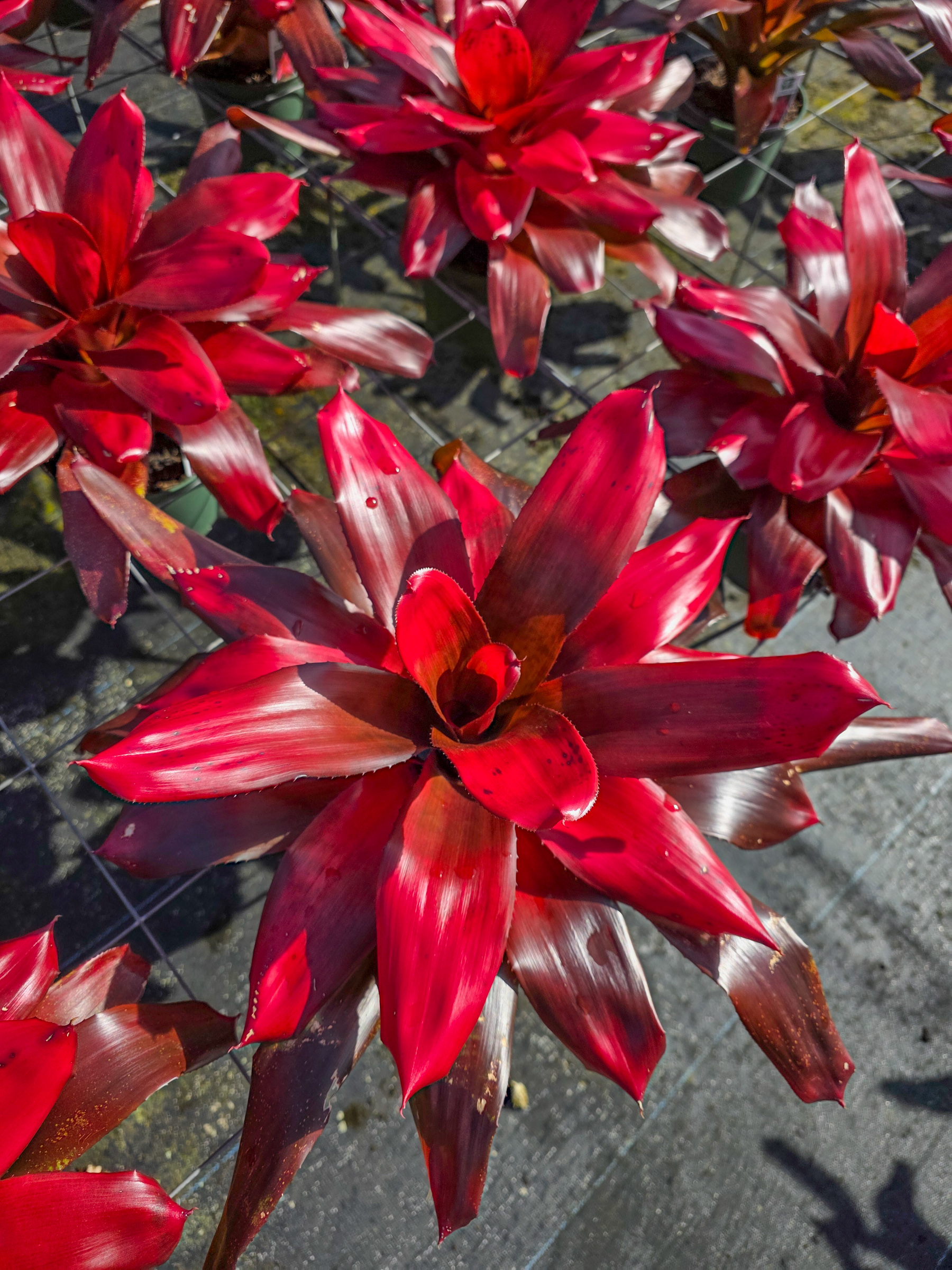 Bromeliad Neoregelia Maria – 305 Greenery, Inc.