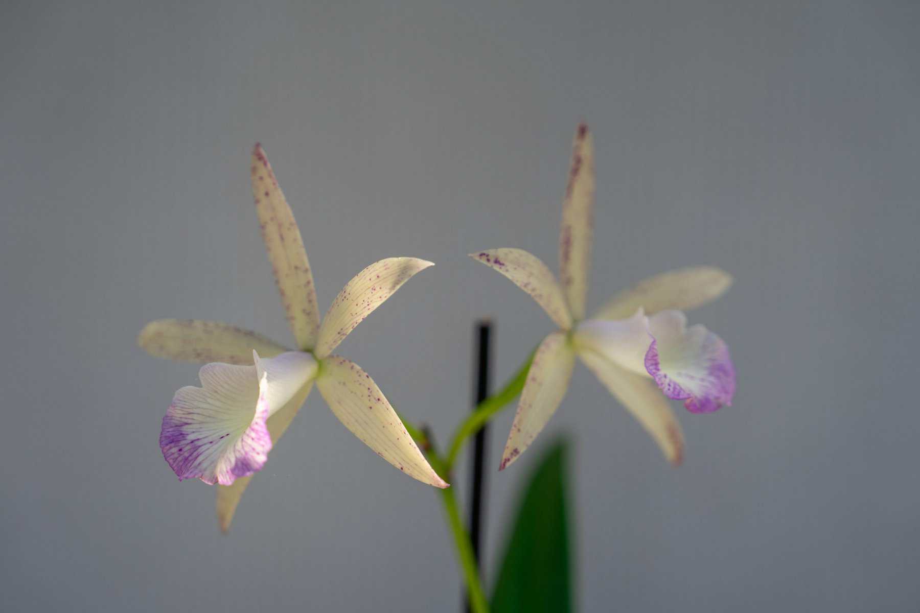 Brassavola Nodosa x C. Lulu – 305 Greenery, Inc.