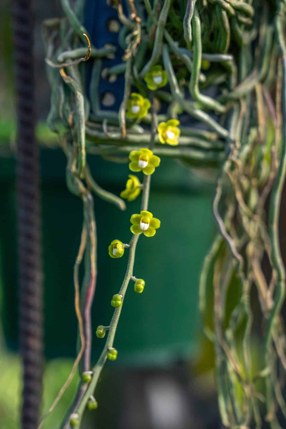 緑華 様 lint yellow chiloschista-viridiflava-305-
