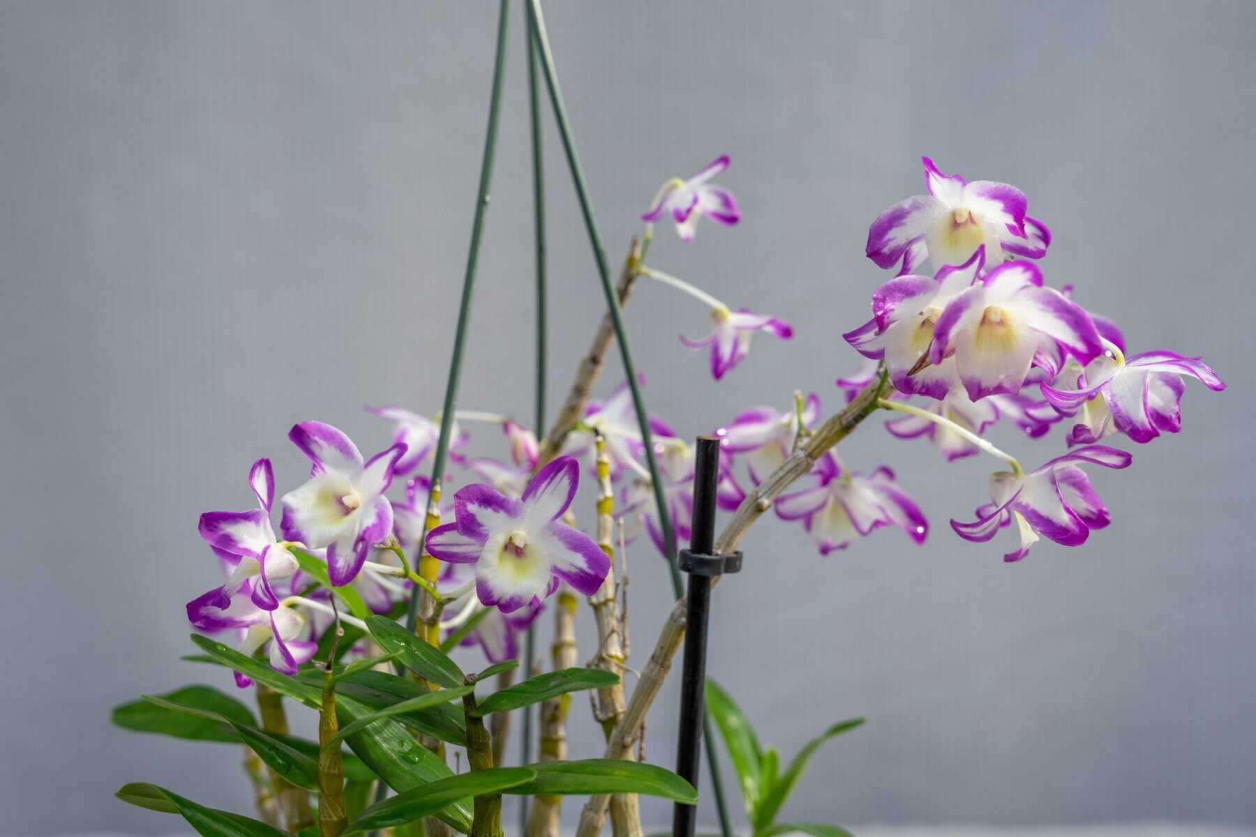 Dendrobium Hamana Lake 'Prism' – 305 Greenery, Inc.