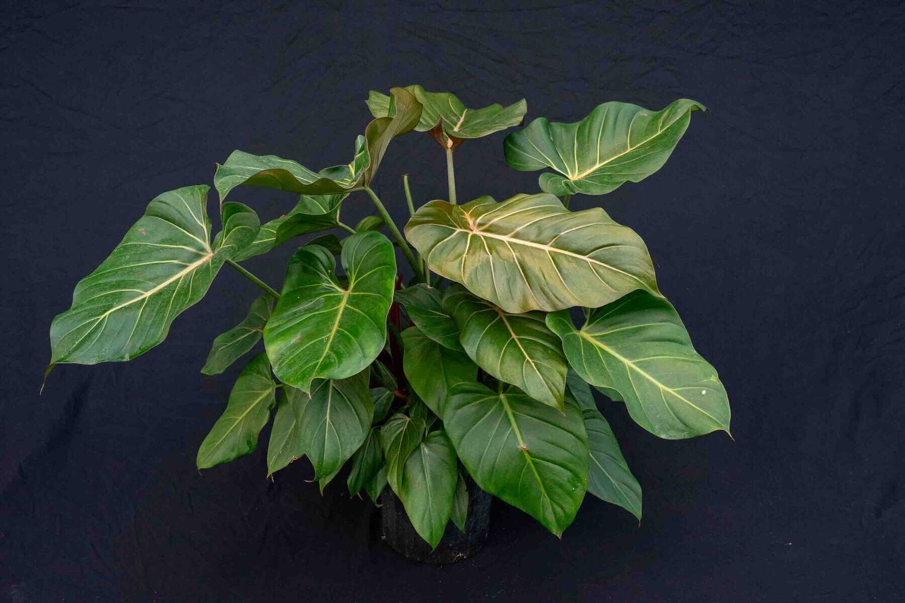 Philodendron Summer Glory