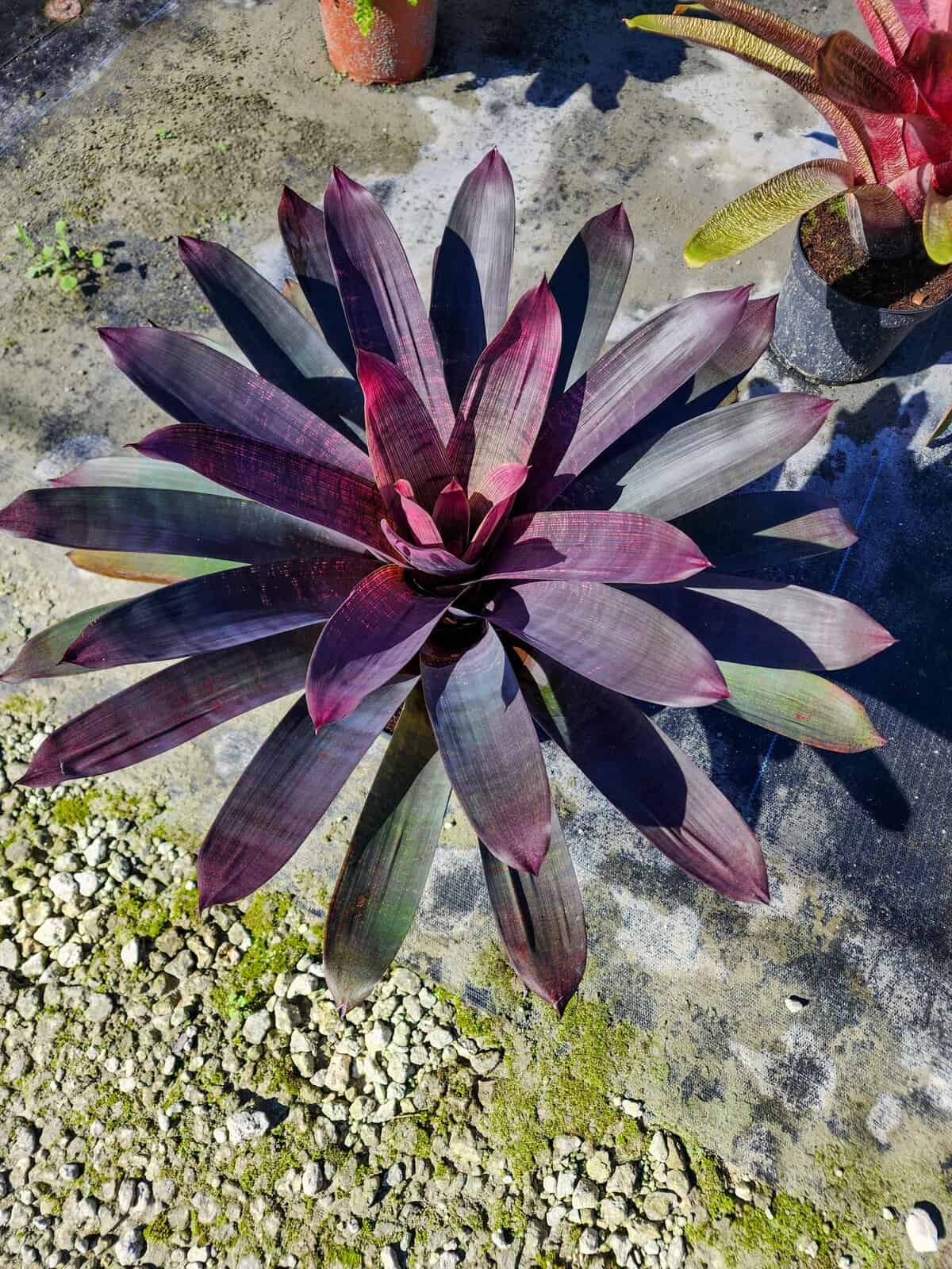 Vriesea Purple Diamond – 305 Greenery, Inc.