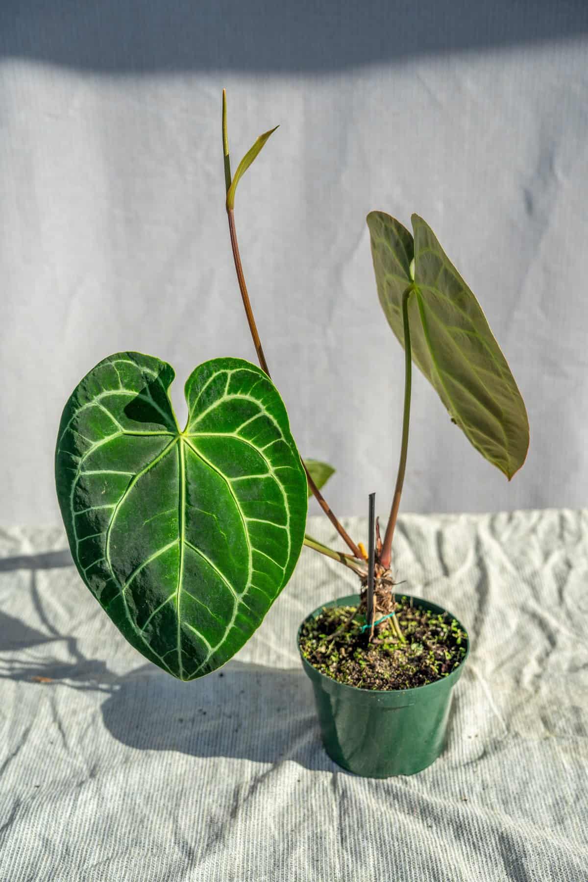 Anthurium Crystallinum – 305 Greenery, Inc.