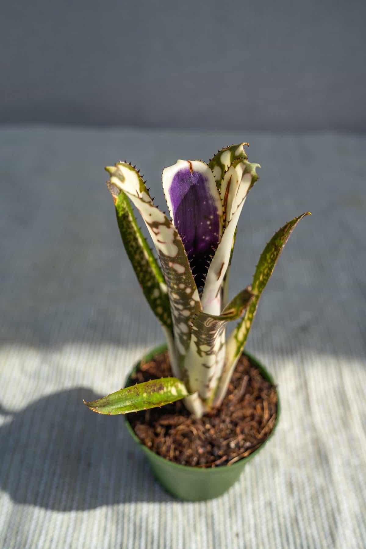 Billbergia Purple Heart (Mini Hybrids) – 305 Greenery, Inc.