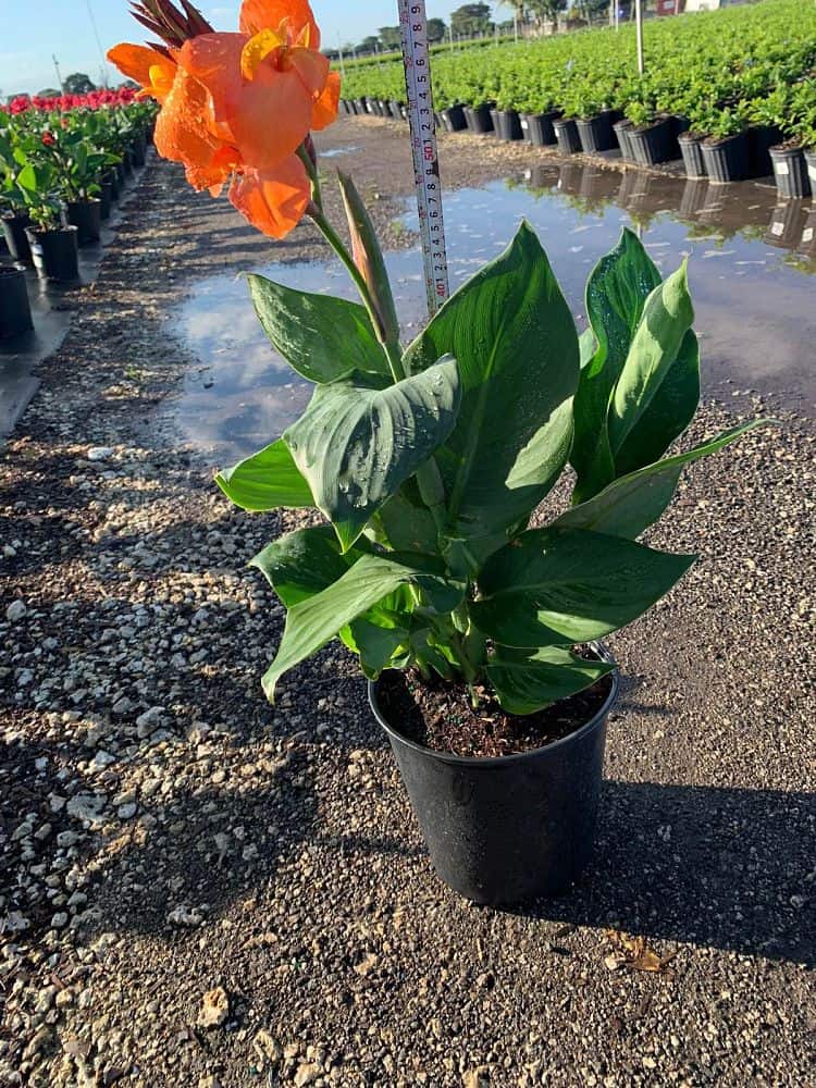 Canna x generalis 'Orange Shades', Cannova Orange Shades' Canna