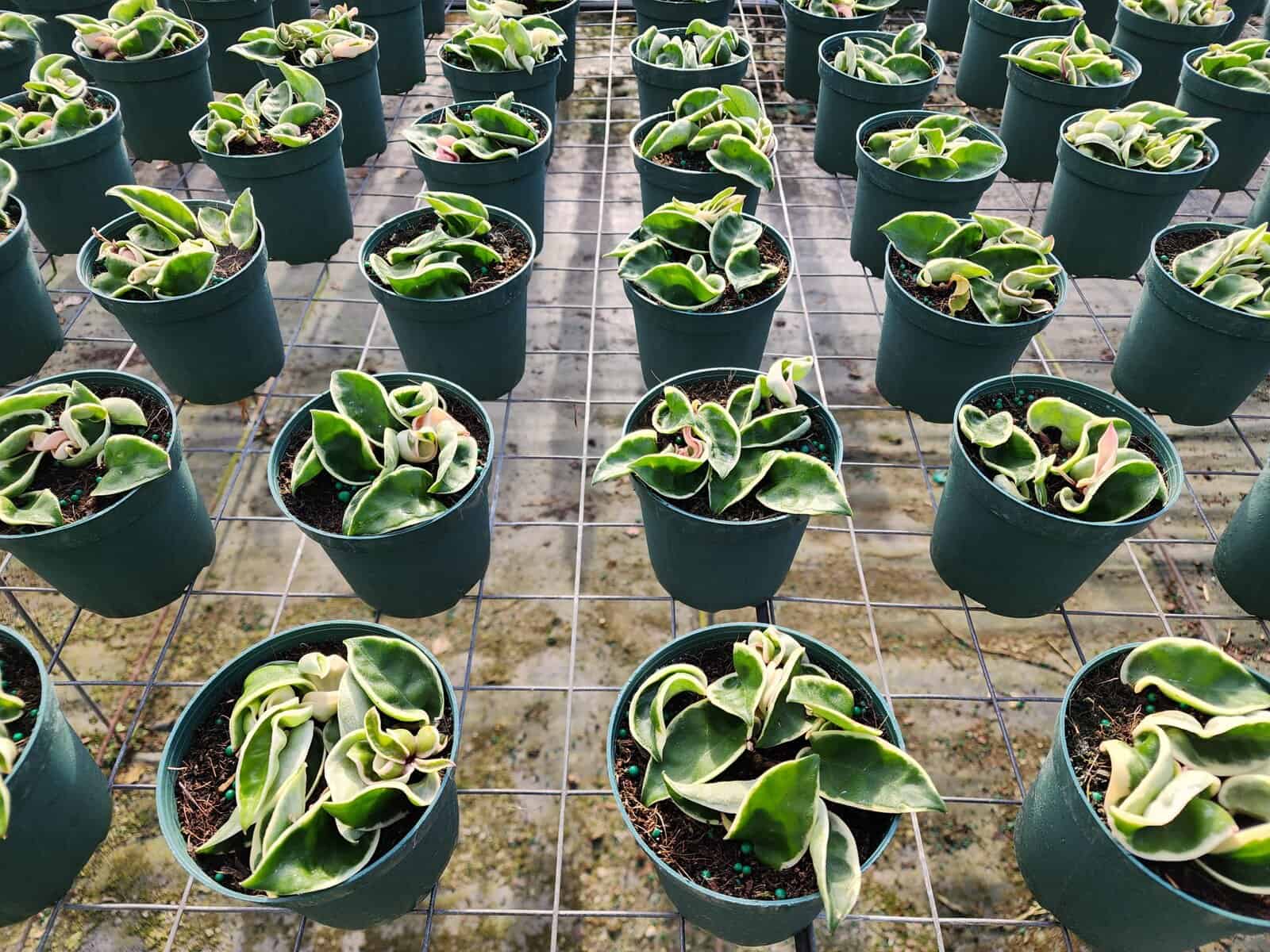 Hoya Compacta Variegata  305 Greenery, Inc.