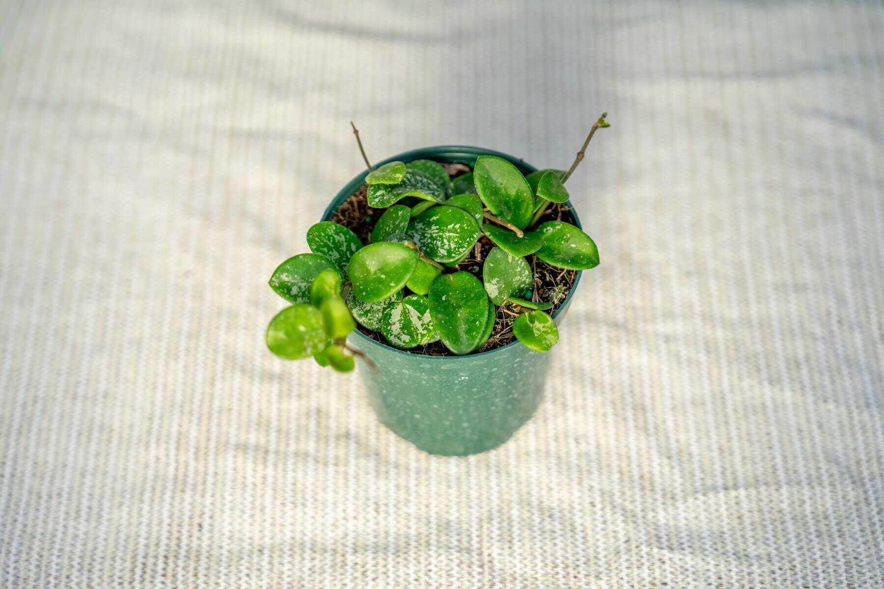 Hoya Mathilde – 305 Greenery, Inc.