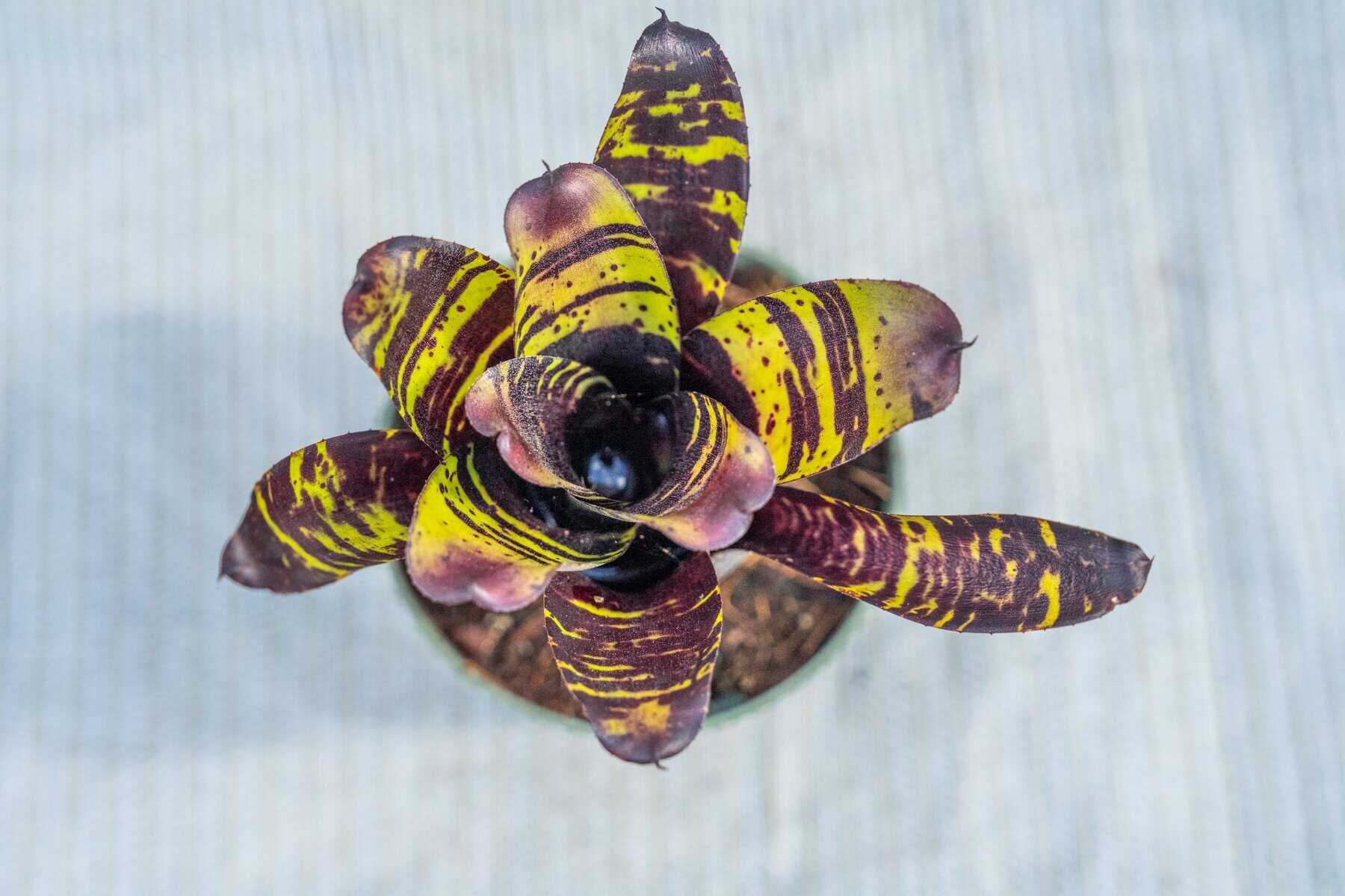 Neoregelia 'Savoy Truffle' – 305 Greenery, Inc.