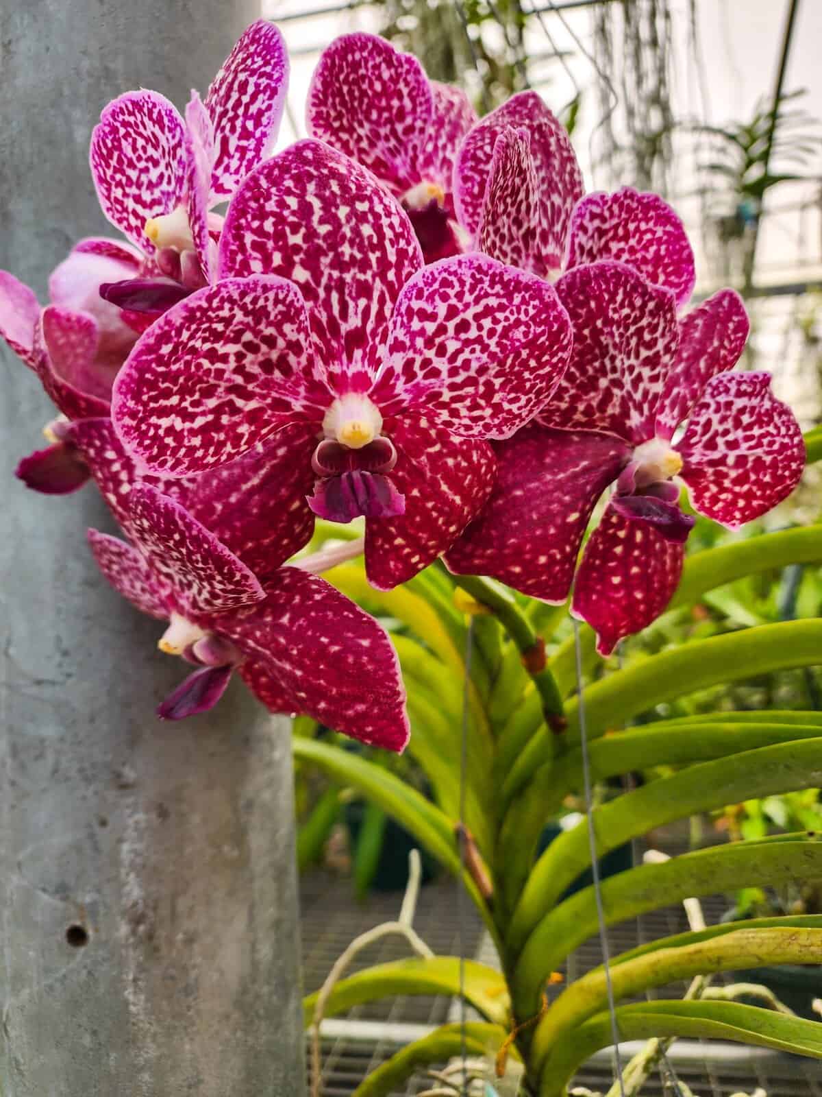 v-gordon-dillon-x-dr-anek-