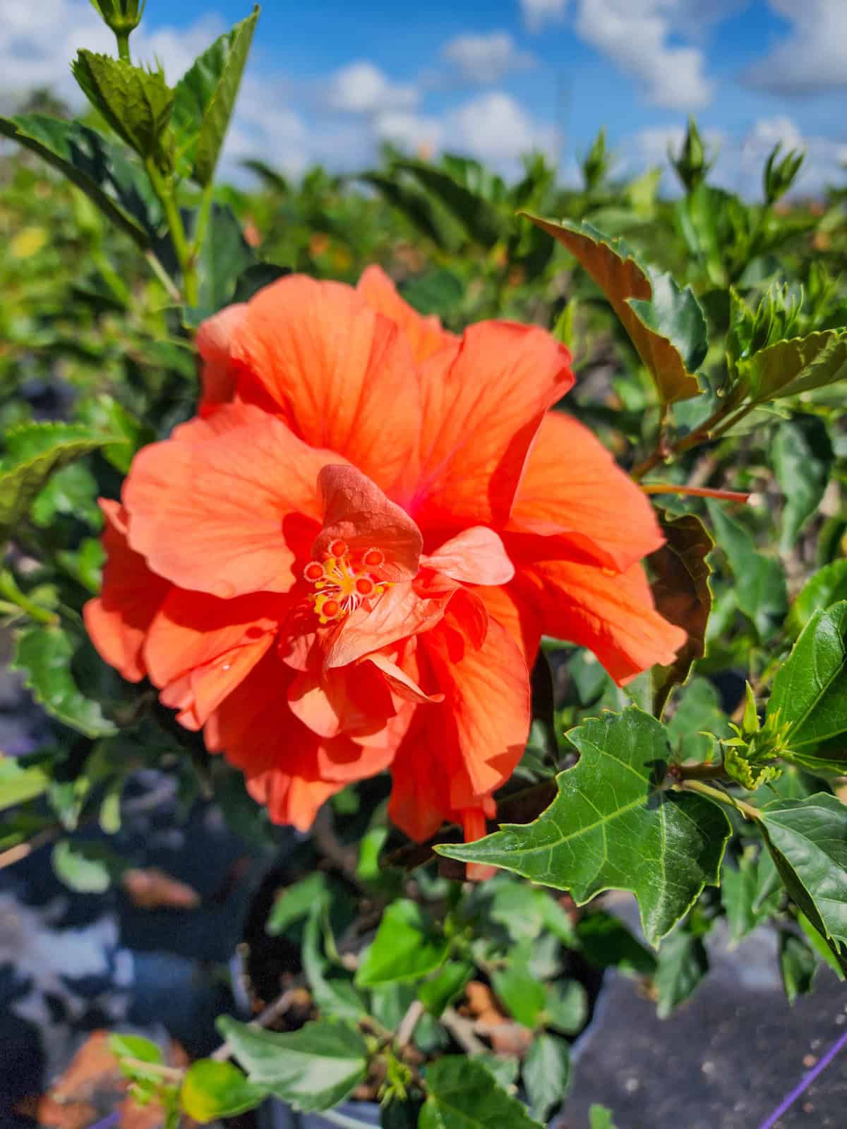 hibiscus-double-peach-305-