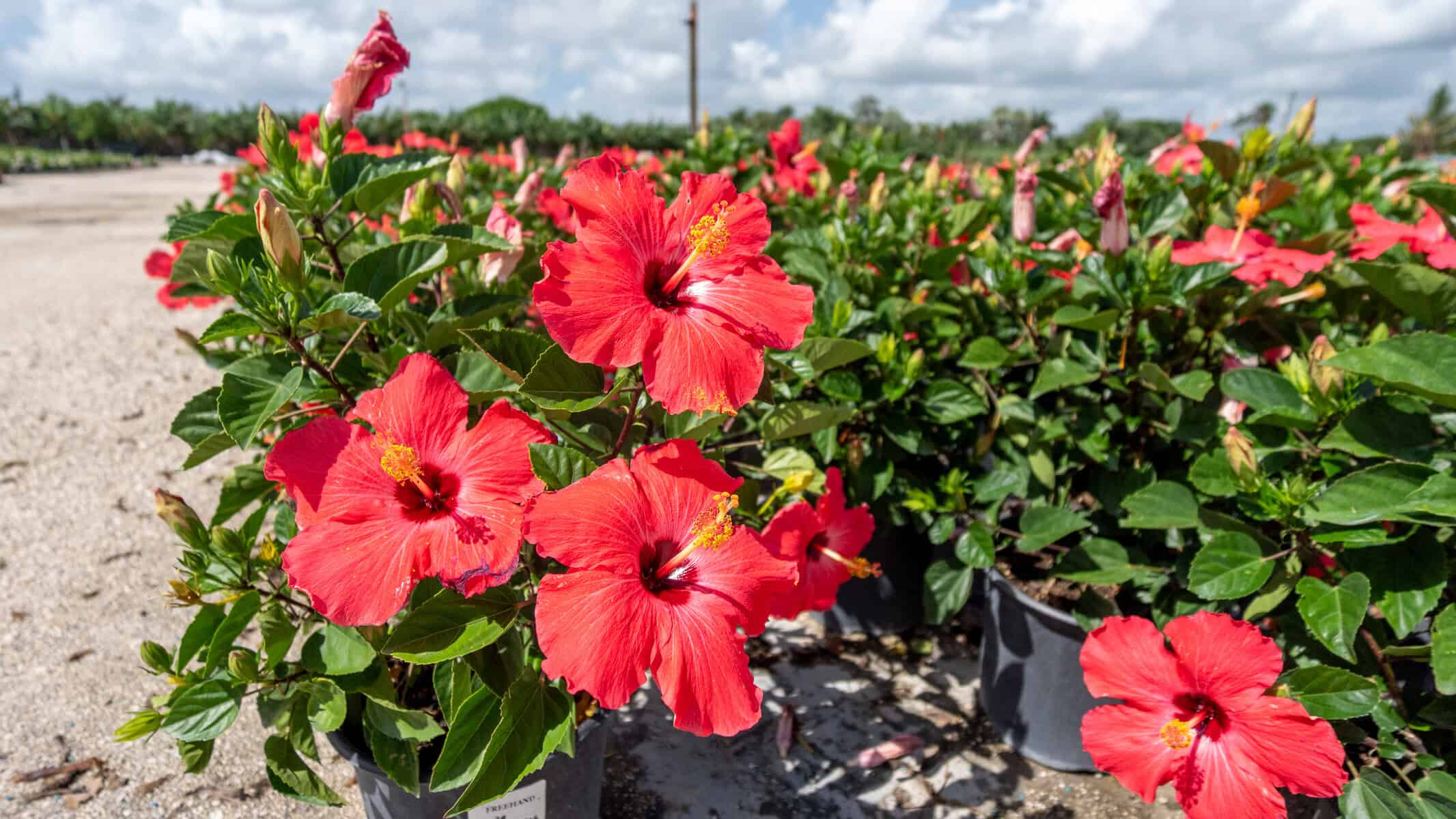 INDIAN スーパー125 w91 色:ローズピンク 汚れあり INDIAN スーパー125 w91 色:ローズピンク 汚れあり INDIAN スーパー125