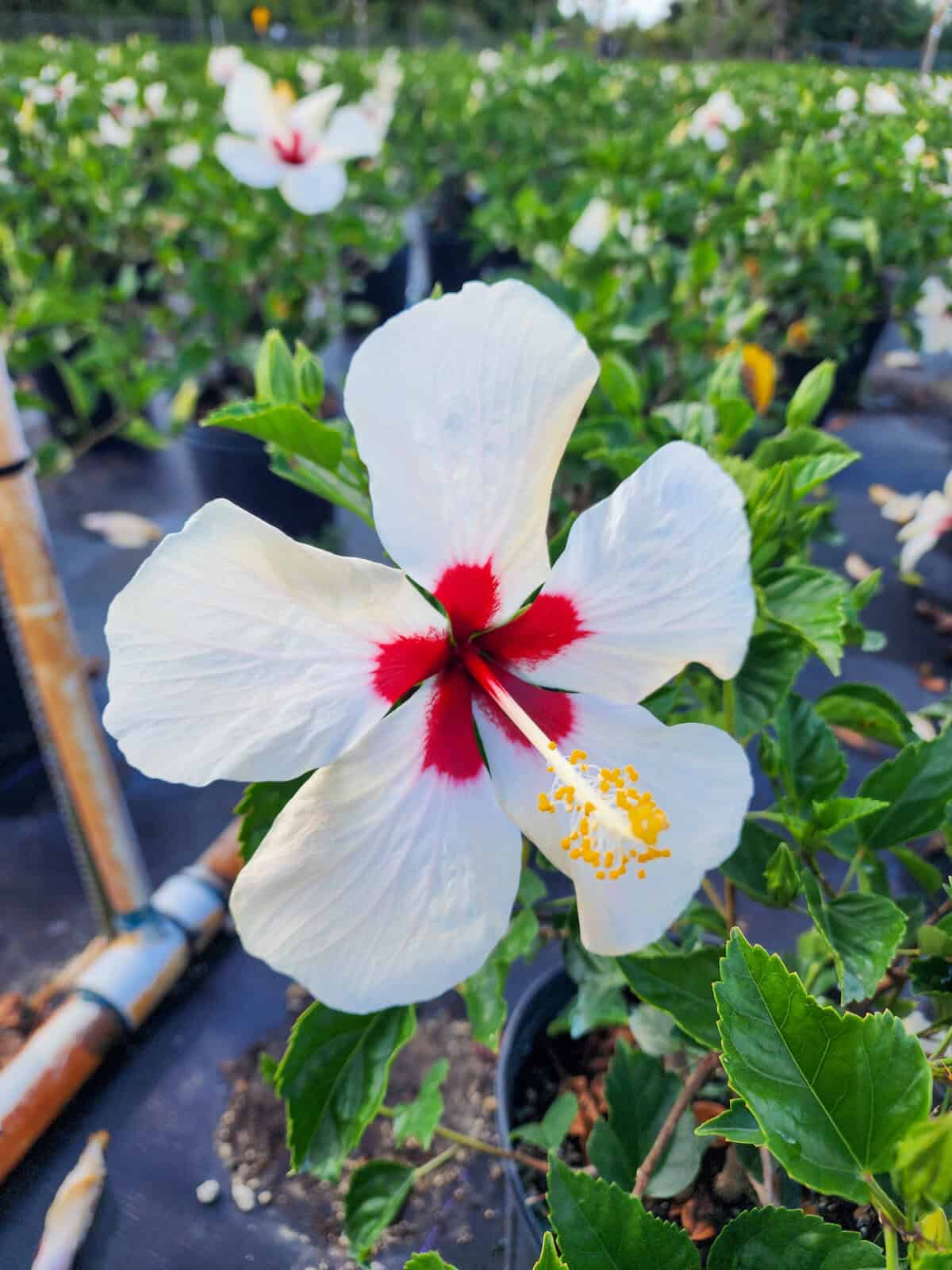 hibiscus様　ホワイトs hibiscus-white-wings-305-