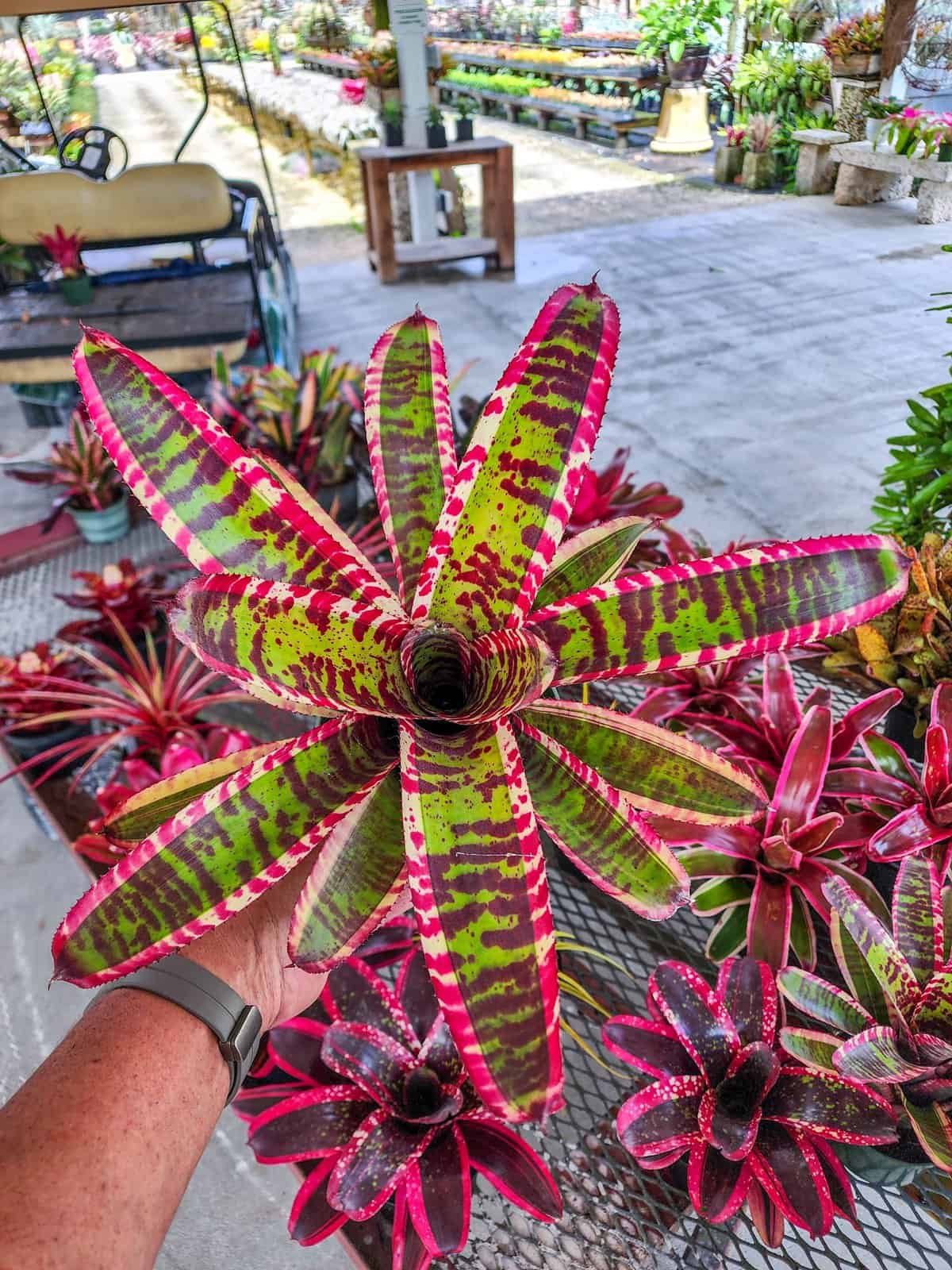 Neoregelia Captain Moxley – 305 Greenery, Inc.