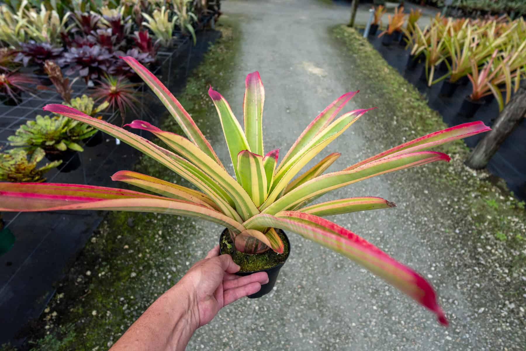 Neoregelia Cruenta 'Albo' – 305 Greenery, Inc.