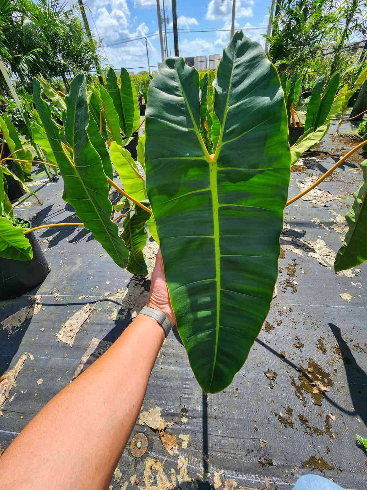 parlor palm - chamaedorea elegans Parlor Plant in Grant Planter The Sill Base Color: Black