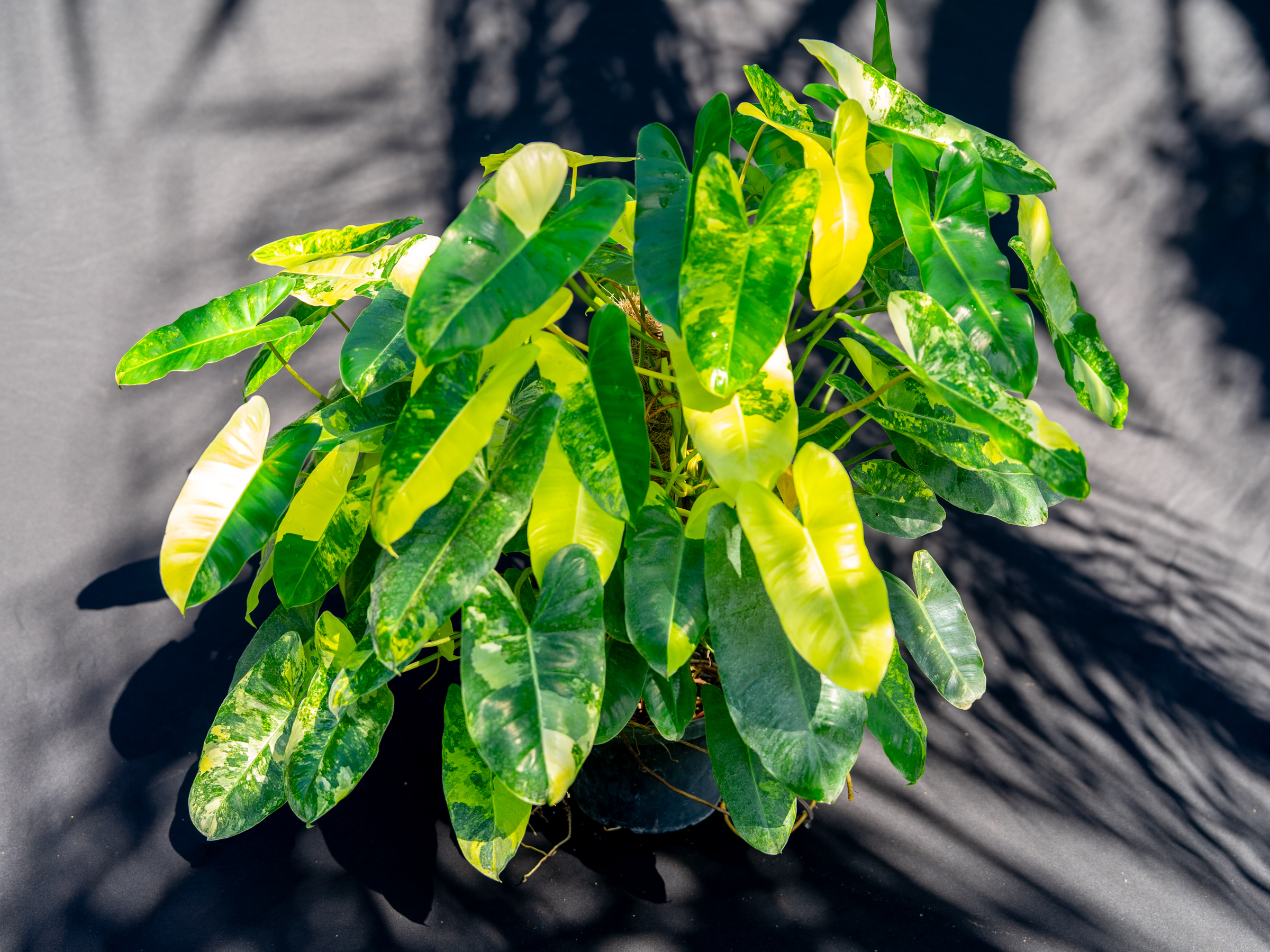 Philodendron Burle Marx Variegated – 305 Greenery, Inc.