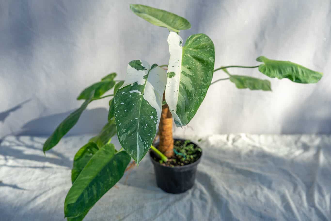artificial green plant for living room VECELO Artificial Ficus Tree with Sturdy Nursery Pot, 5FT and 6FT Faux