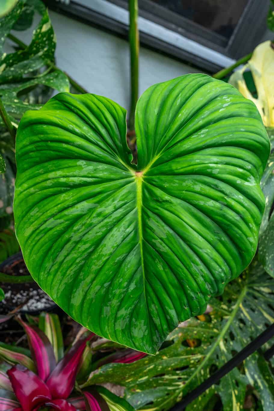 Philodendron plowmanii – 305 Greenery, Inc.
