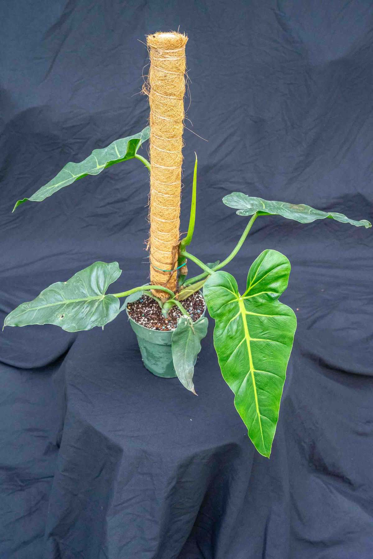 sansevieria snake plant 7-10FT Green Snake Plant