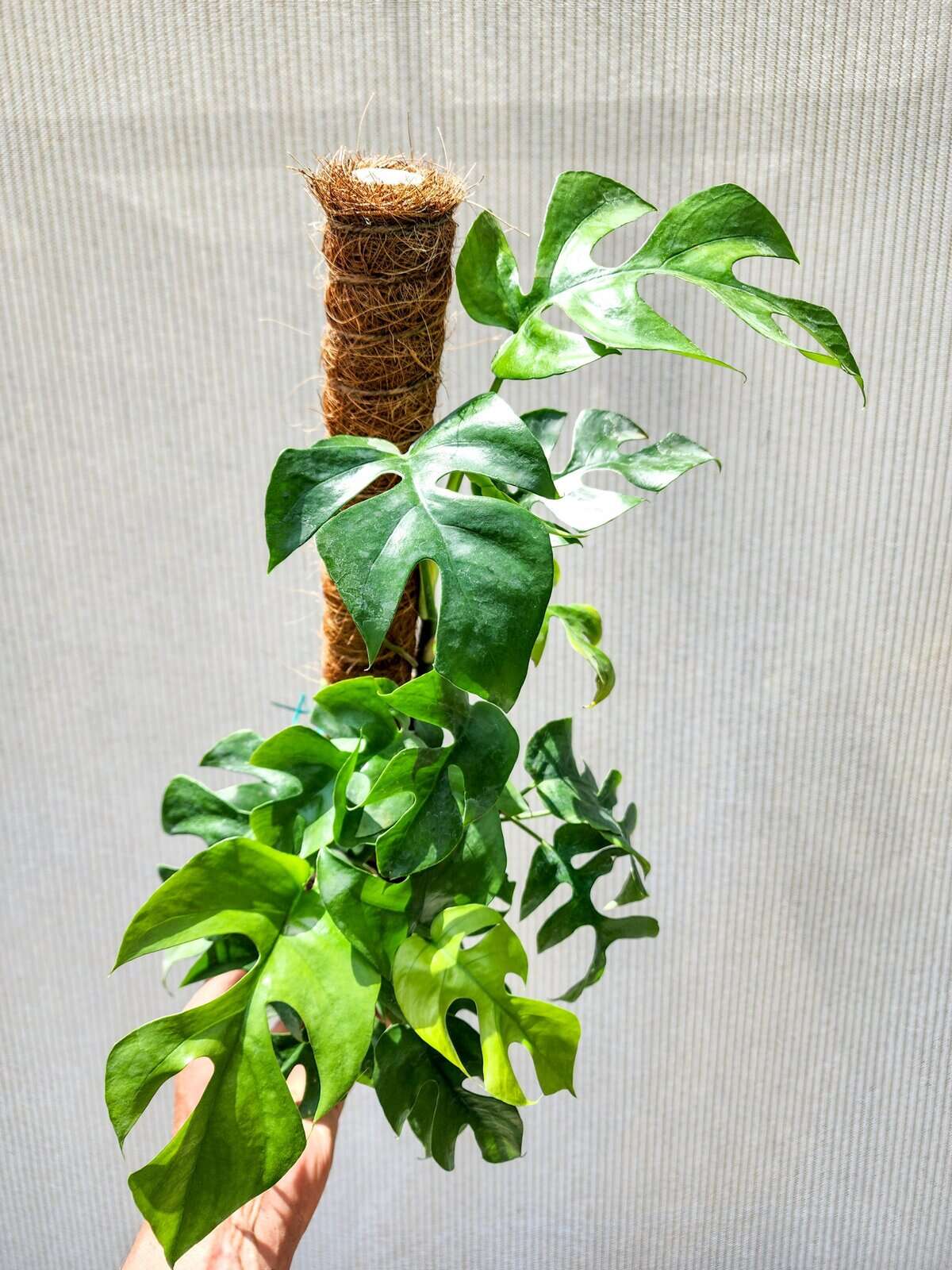 Rhaphidophora Tetrasperma  305 Greenery, Inc.