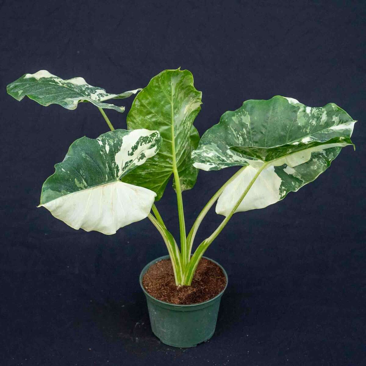 Alocasia Macrorrhiza Variegata – 305 Greenery, Inc.