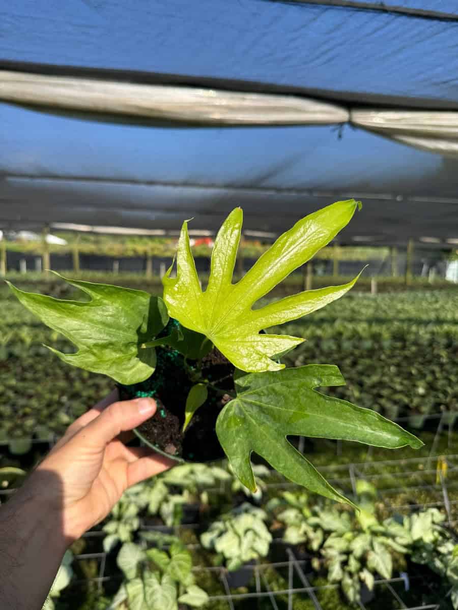 Anthurium Fingers