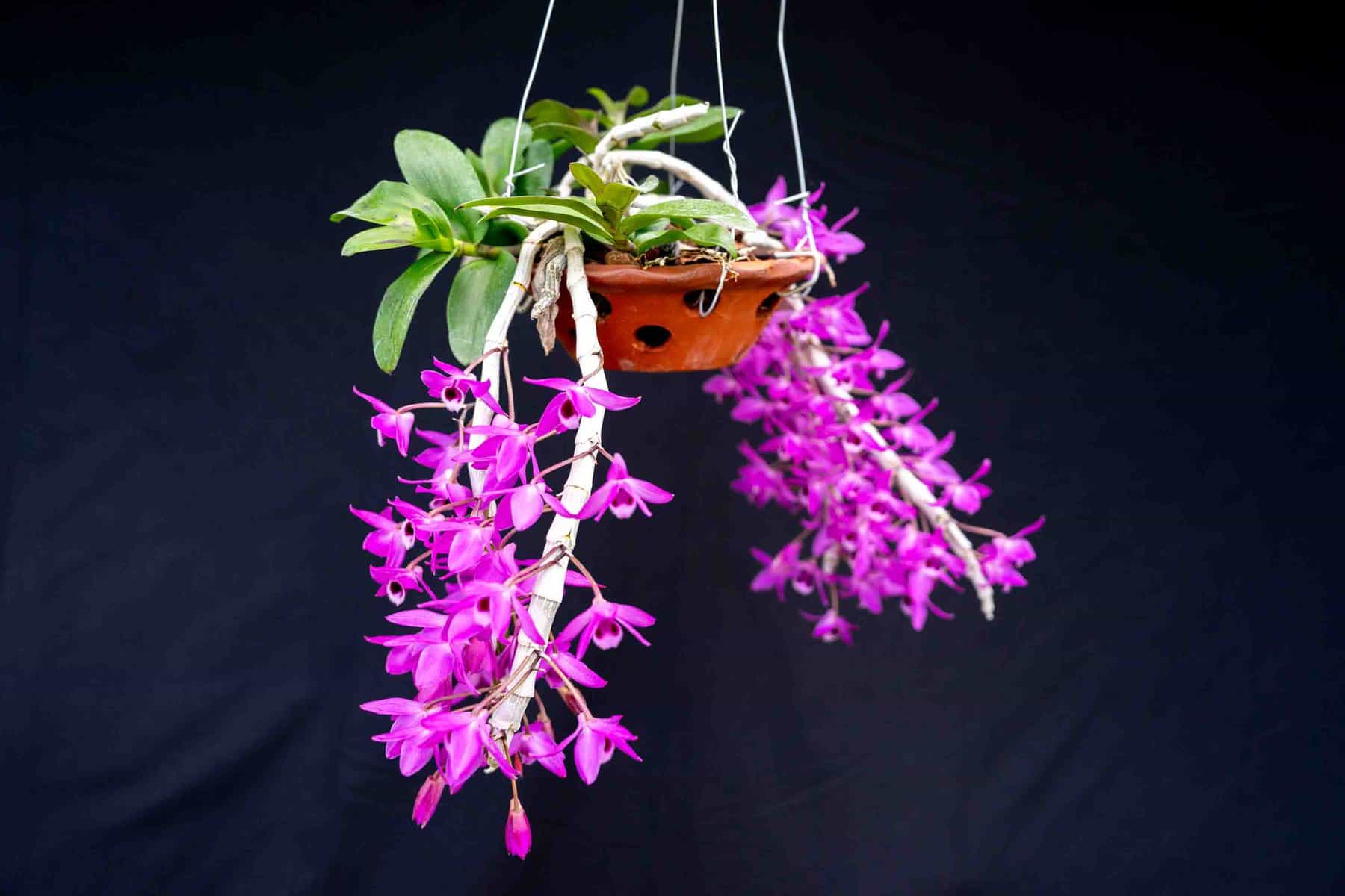 Dendrobium Parishii – 305 Greenery, Inc.
