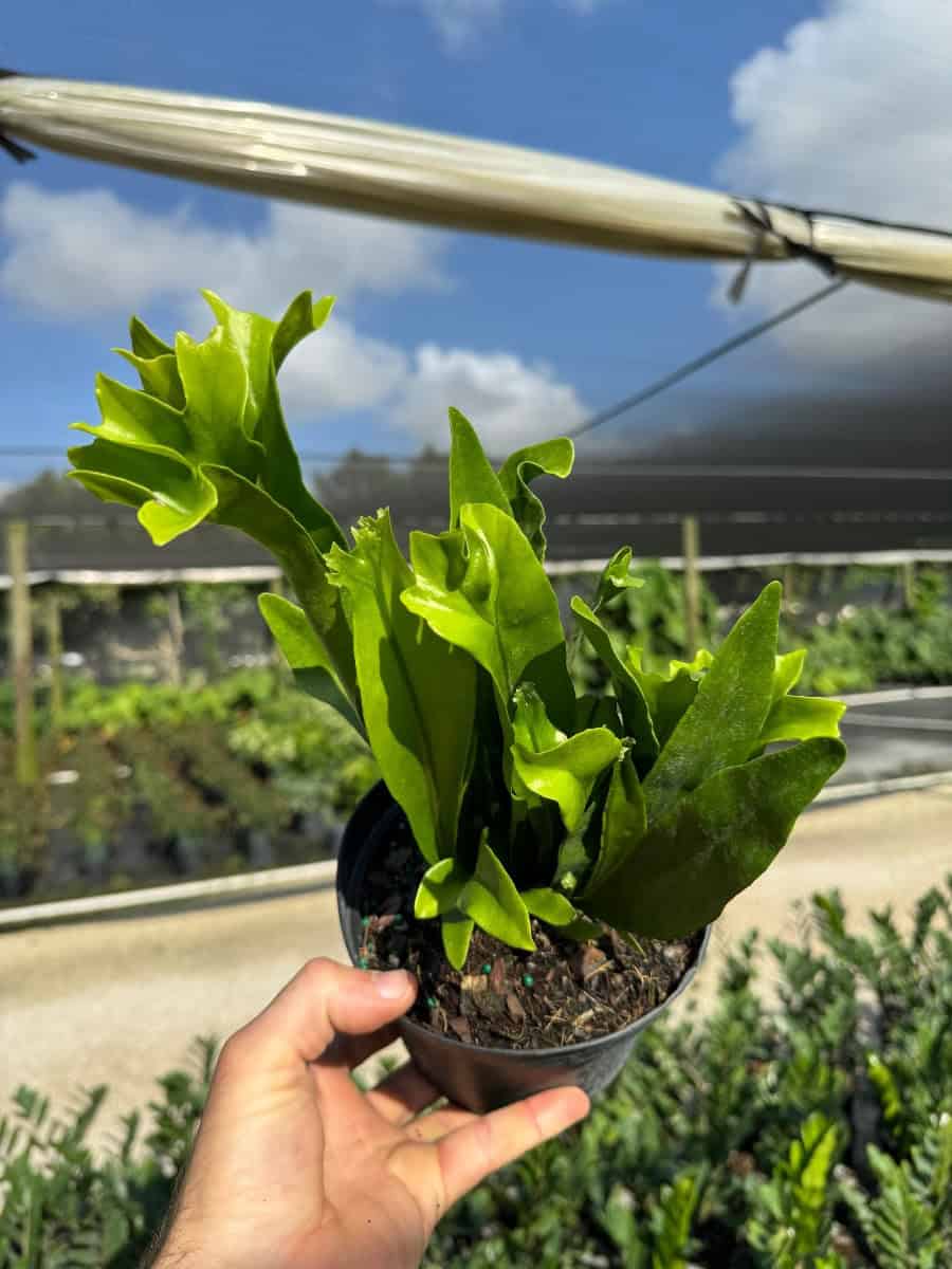 Green Flame Fern – 305 Greenery, Inc.