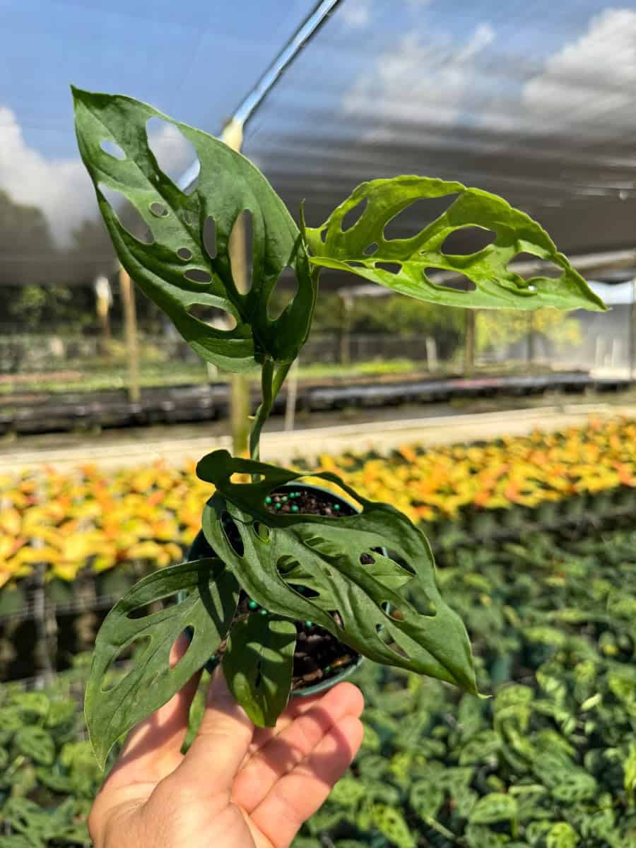 monstera white mint Monstera Full Mint deliciosa borsigiana Variegata