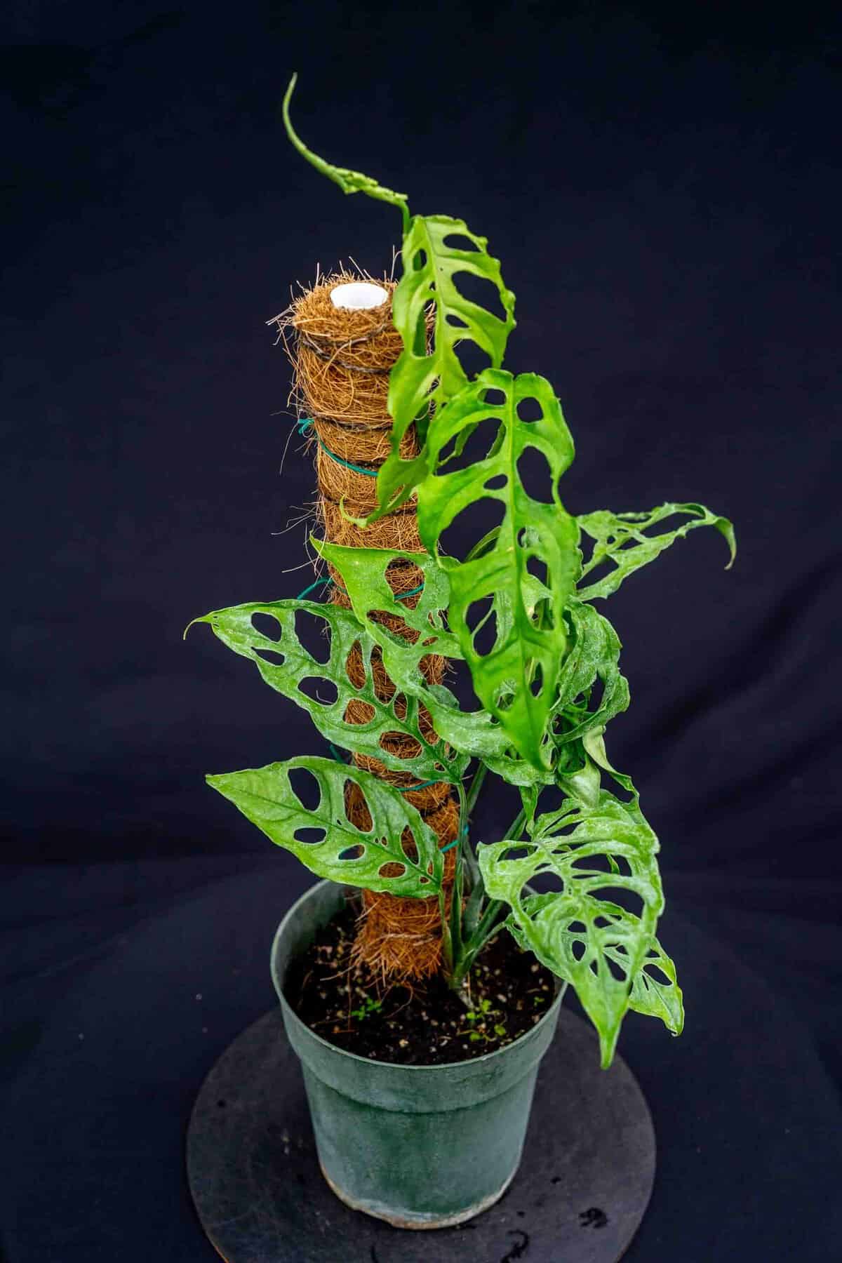 Monstera Obliqua Peru