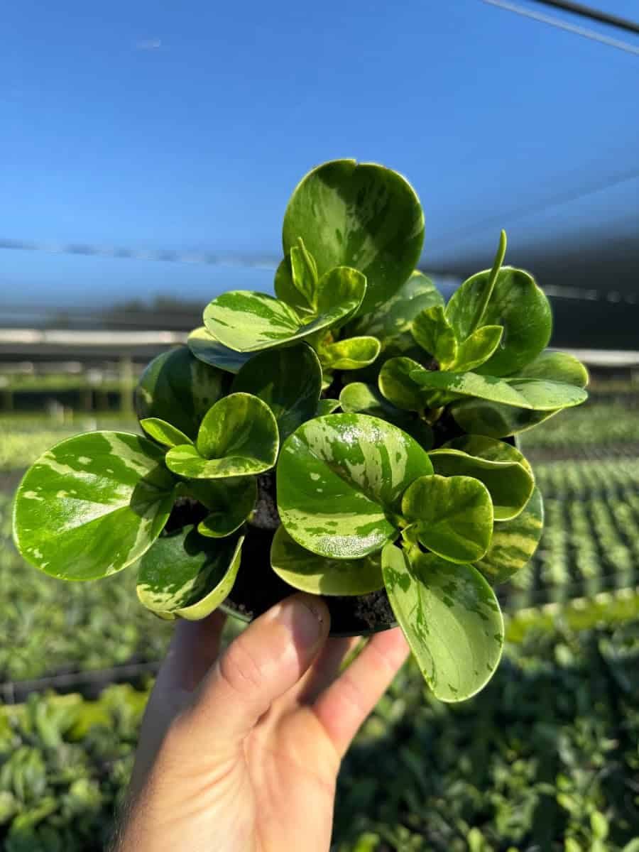 Peperomia obtusifolia 'Marble' – 305 Greenery, Inc.
