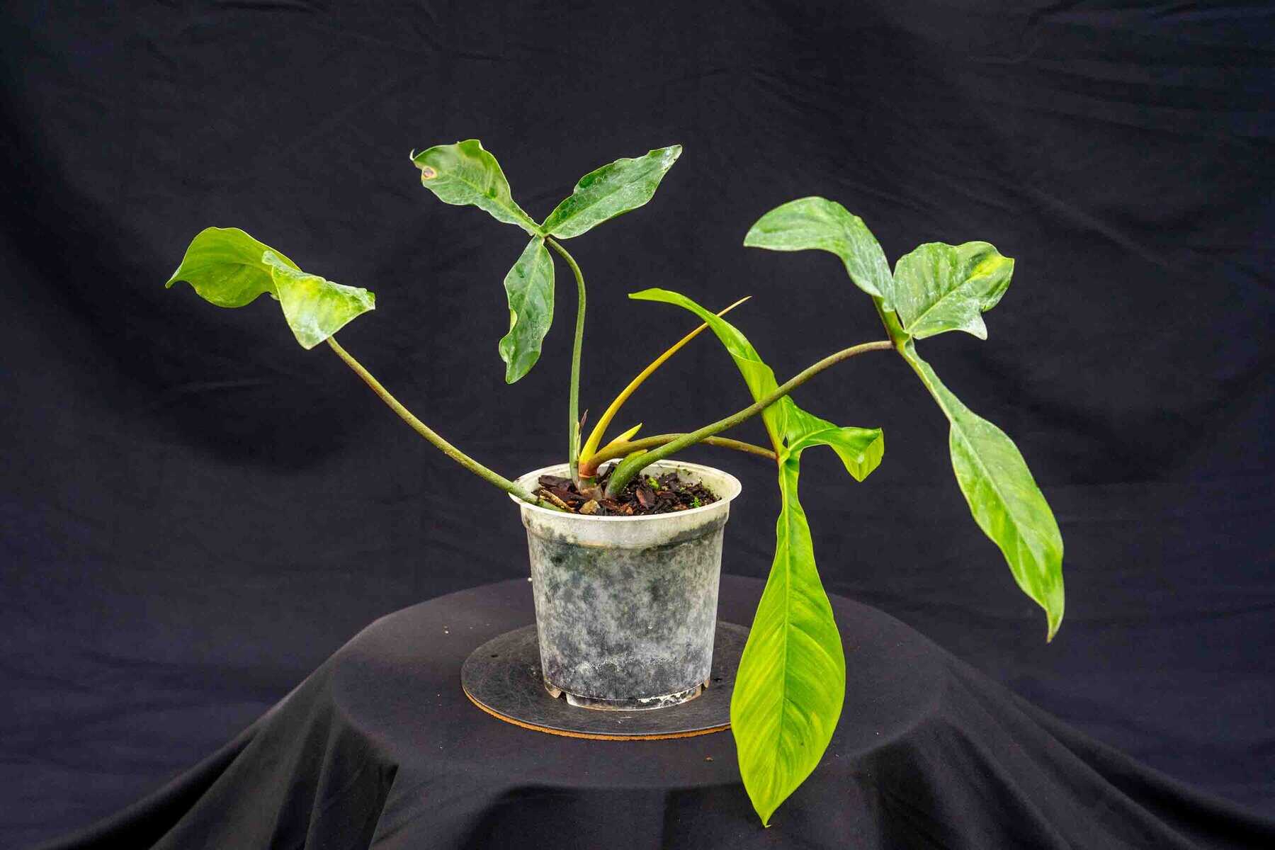 うさページ Philodendron 69686 – 305 Greenery, Inc.