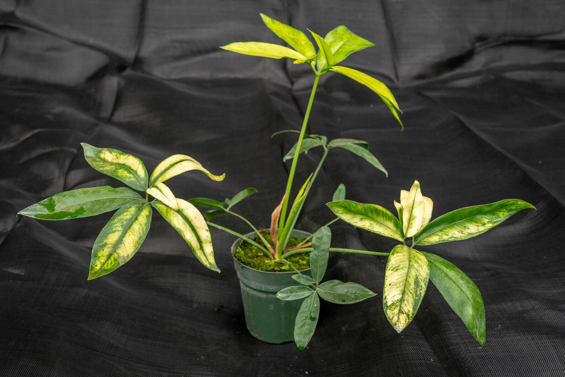 Philodendron Goeldii Mint  305 Greenery, Inc.