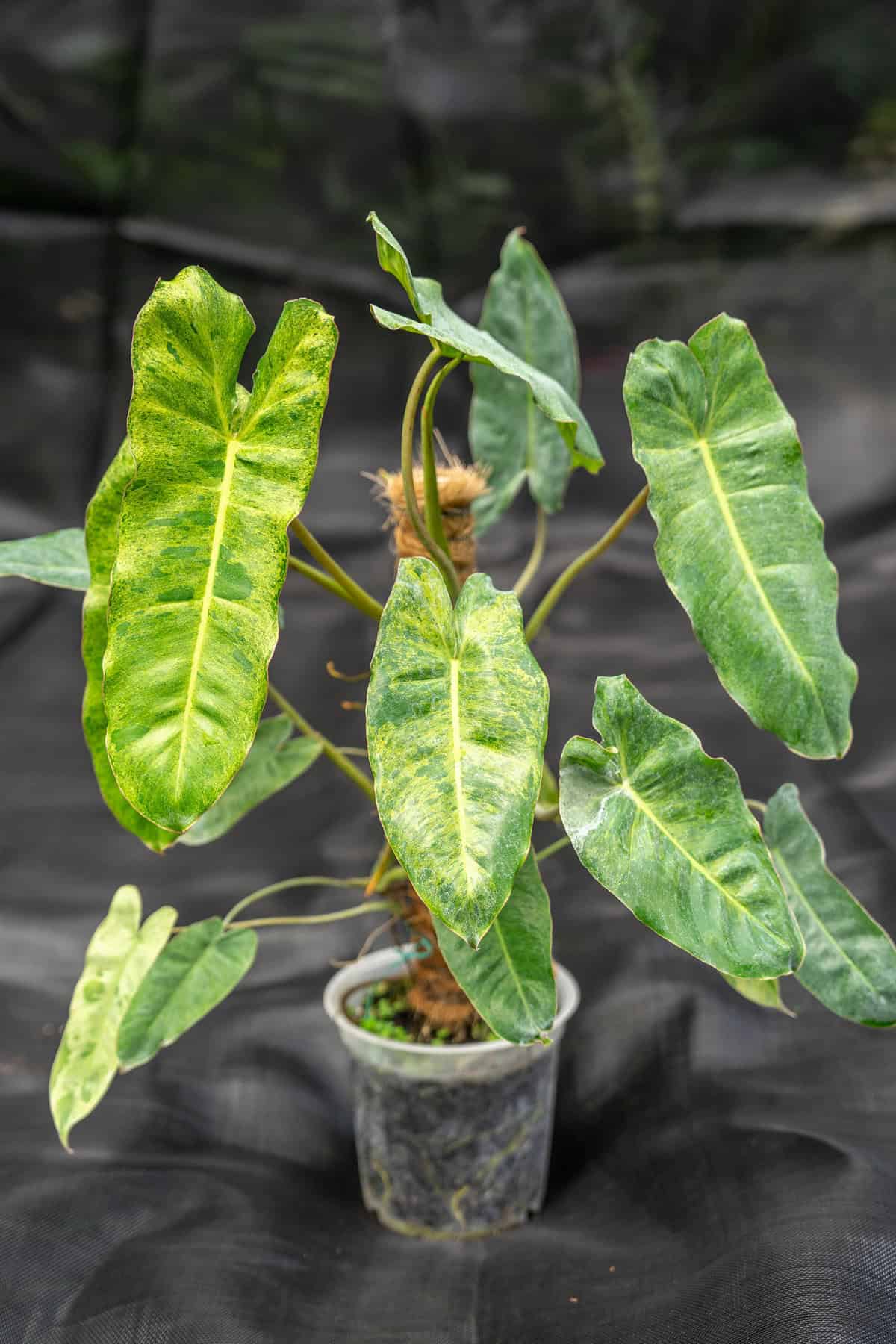 Philodendron Paraiso Verde  305 Greenery, Inc.