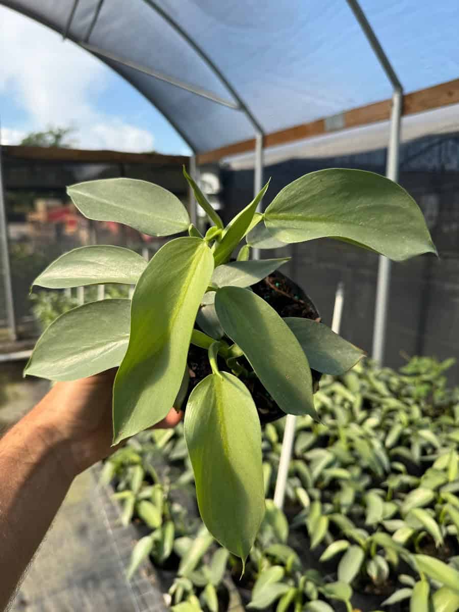 Silver Sword Philodendron hastatum - 2.5" Pot - Collector's Series