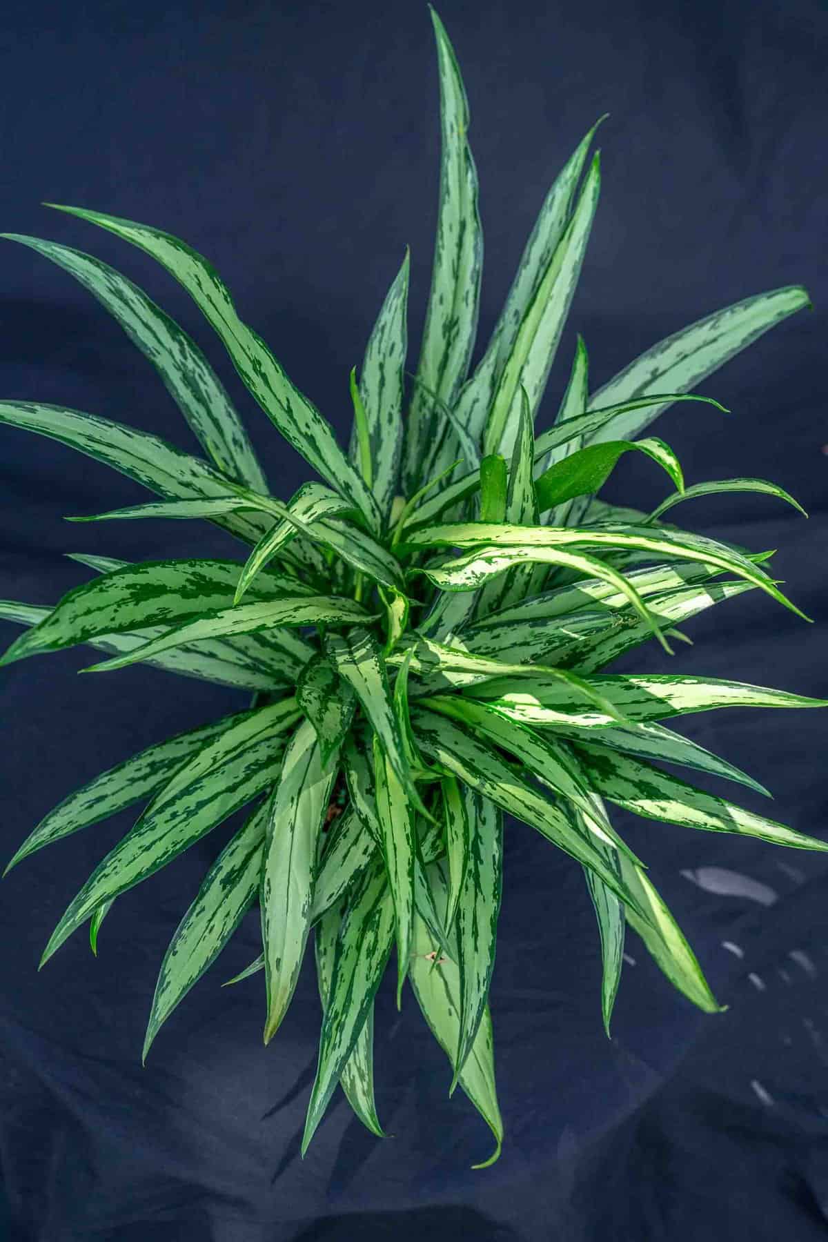 Cutlass Chinese Evergreen Plant - Aglaonema - Low Light - 4" Pot